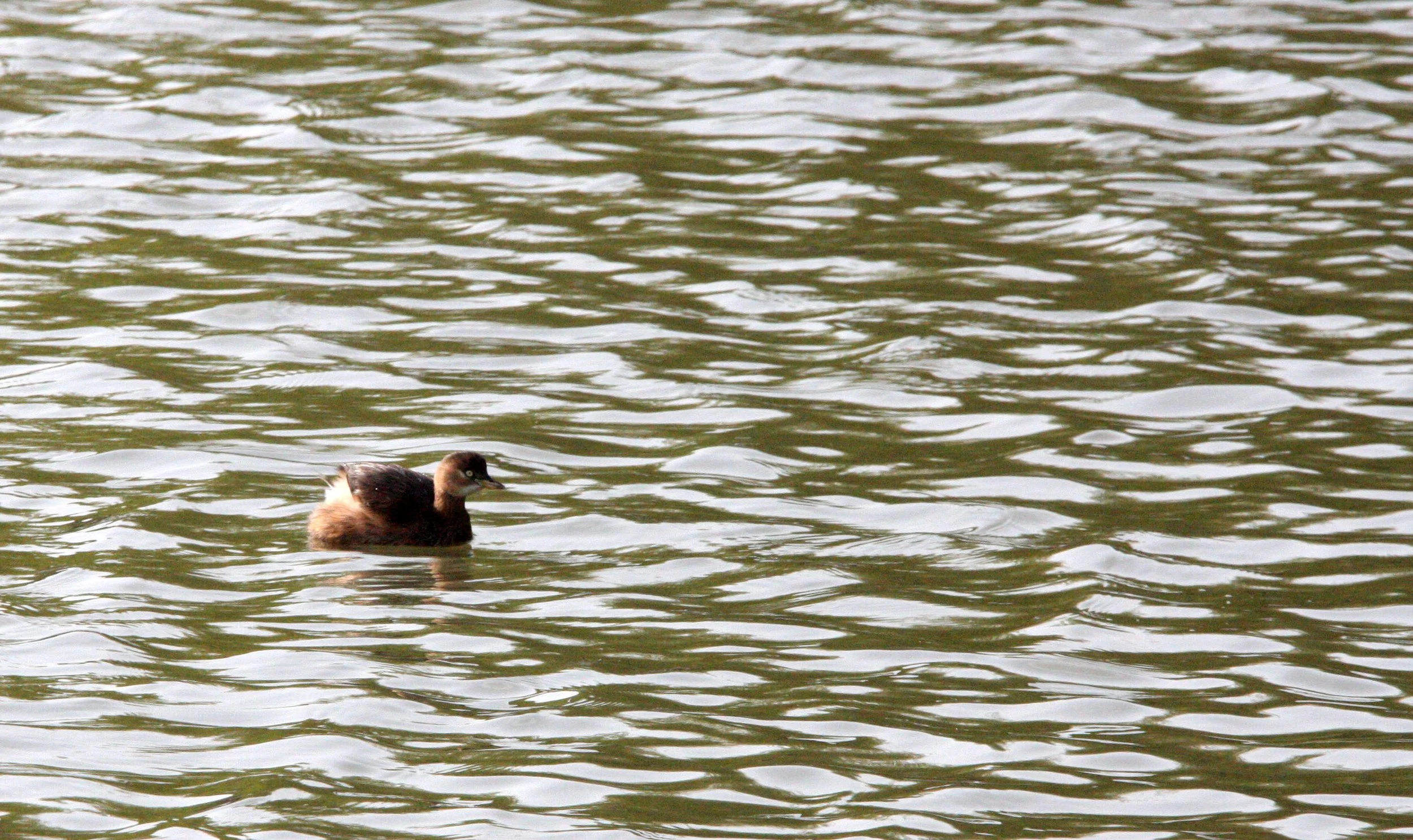 Little Grebe (Tachybaptus ruficollis) Pudong Botanical Gardens Shanghai China (4).JPG