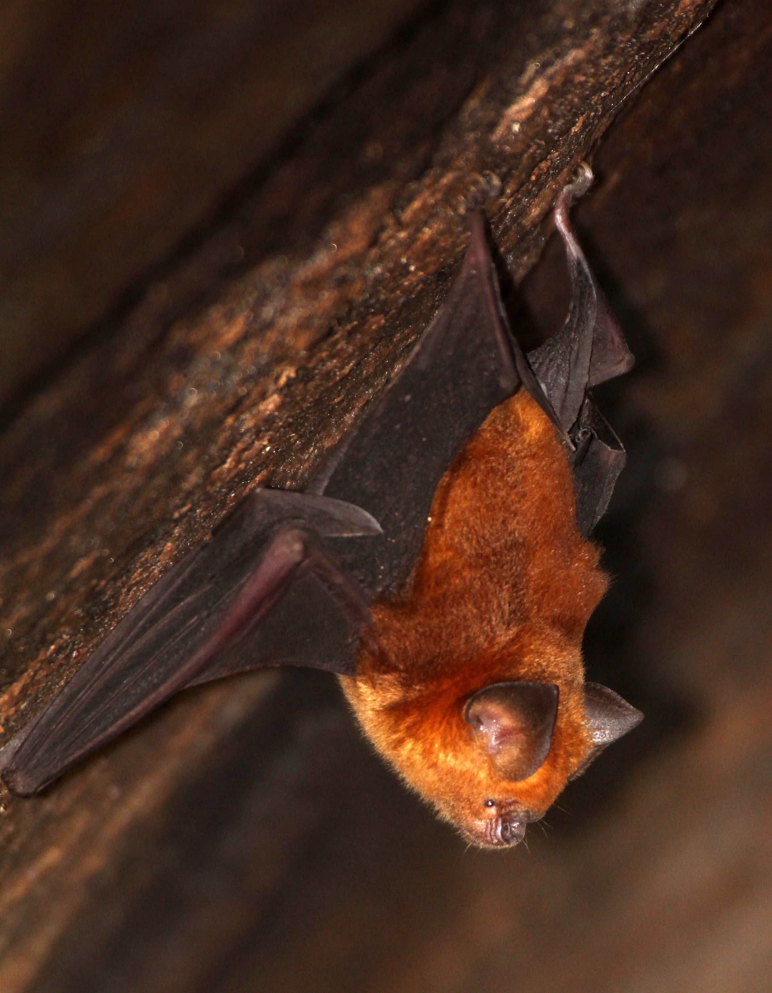 Hipposideros speoris - SCHNEIDER'S ROUNDLEAF BAT - SIGIRIYA FOREST AREA SRI LANKA (16).JPG