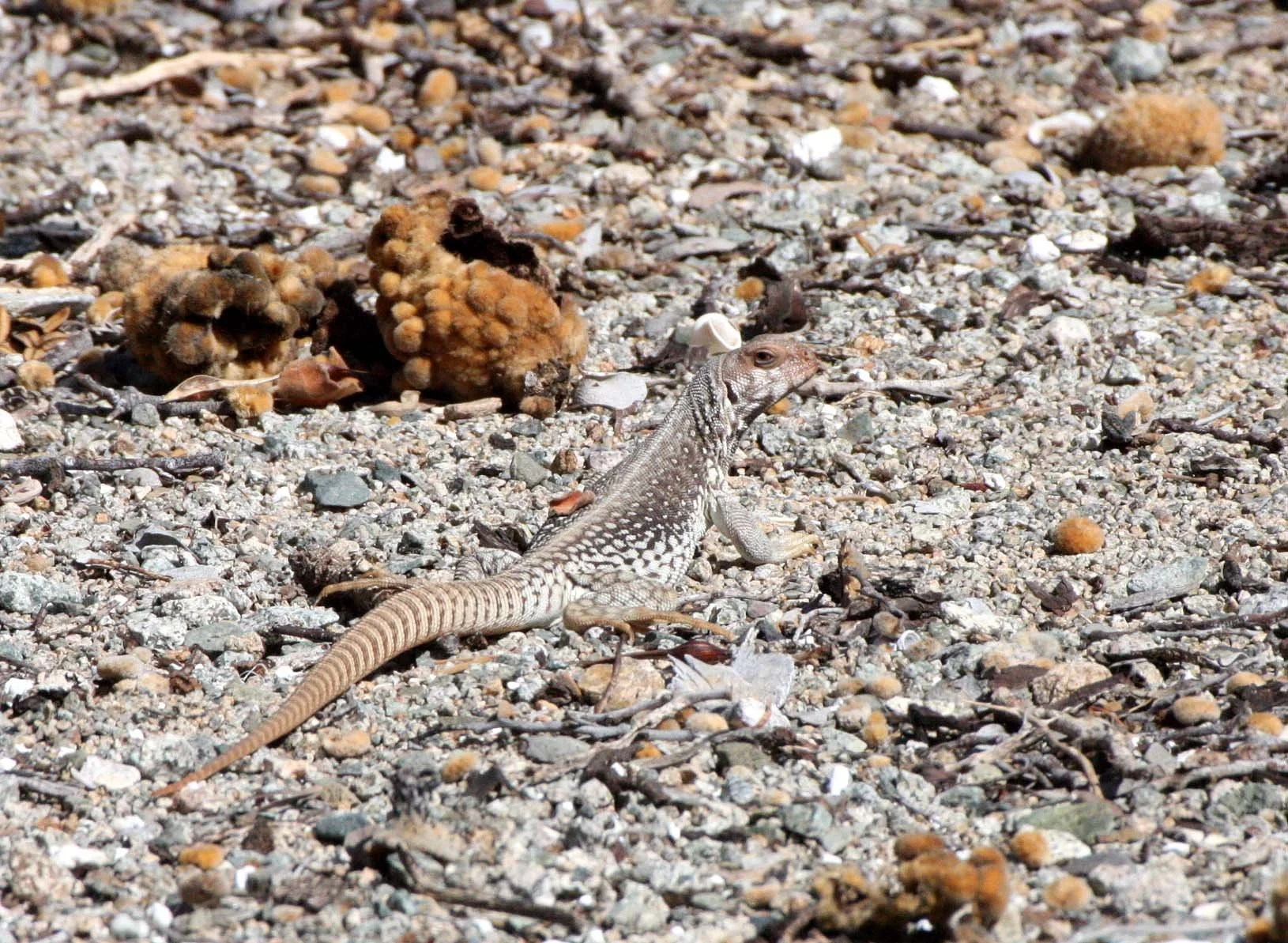 Dipsosaurus catalinensis - CATALINA ISLAND DESERT IGUANA - ISLA SANTA CATALINA BAJA MEXICO  (3).JPG