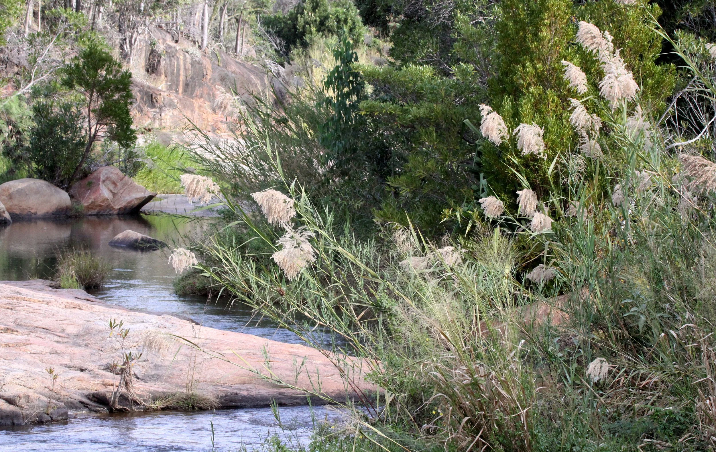 PLANT - PAMPAS GRASS - ANDOHAHELA NATIONAL PARK MADAGASCAR.JPG