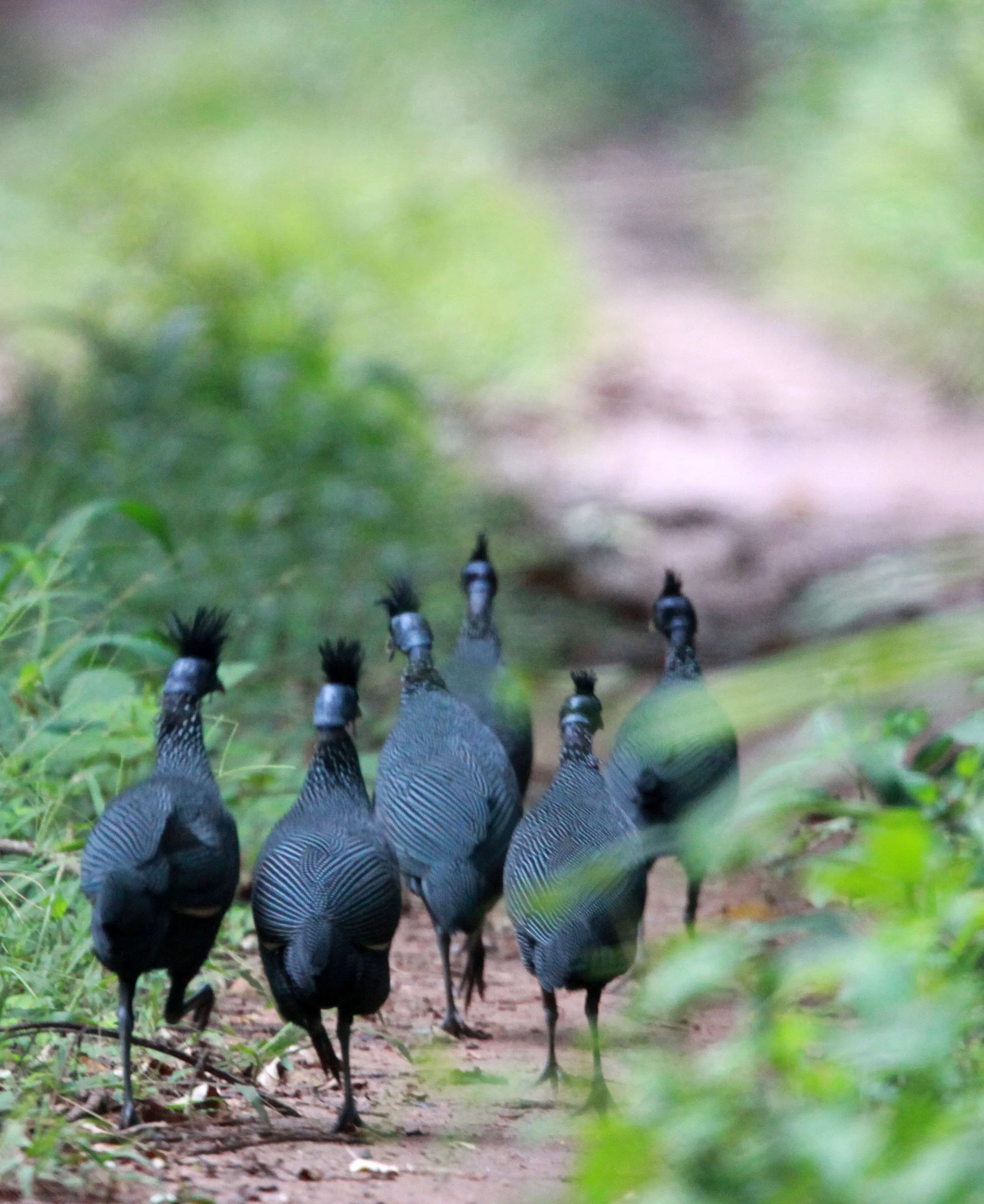 BIRD - GUINEAFOWL - CRESTED GUINEAFOWL - DZANGHA NDOKI NATIONAL PARK - CENTRAL AFRICAN REPUBLIC (4).JPG