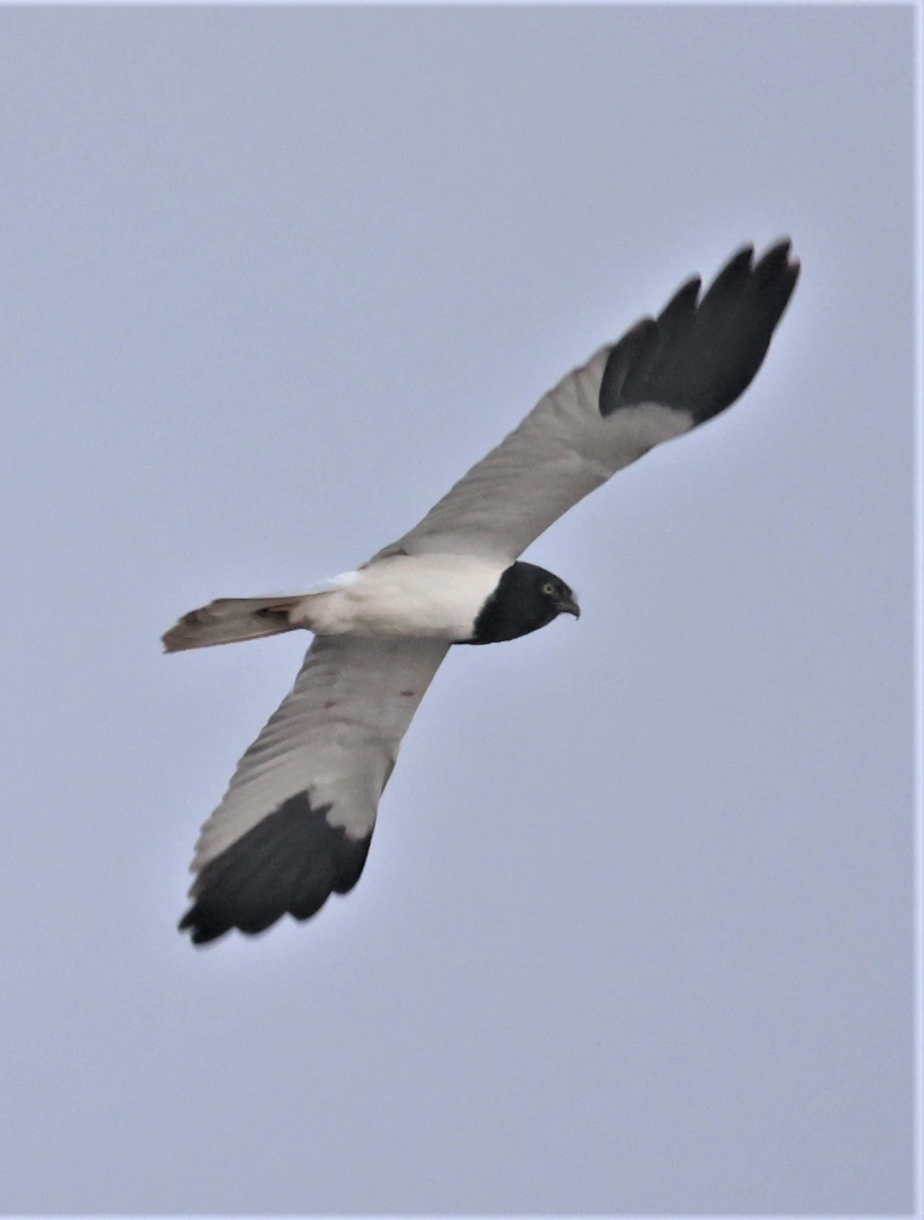 HARRIER - PIED HARRIER - Circus melanoleucos - YONOK CHIANG SAEN CHIANG RAI - ROOST (53).JPG