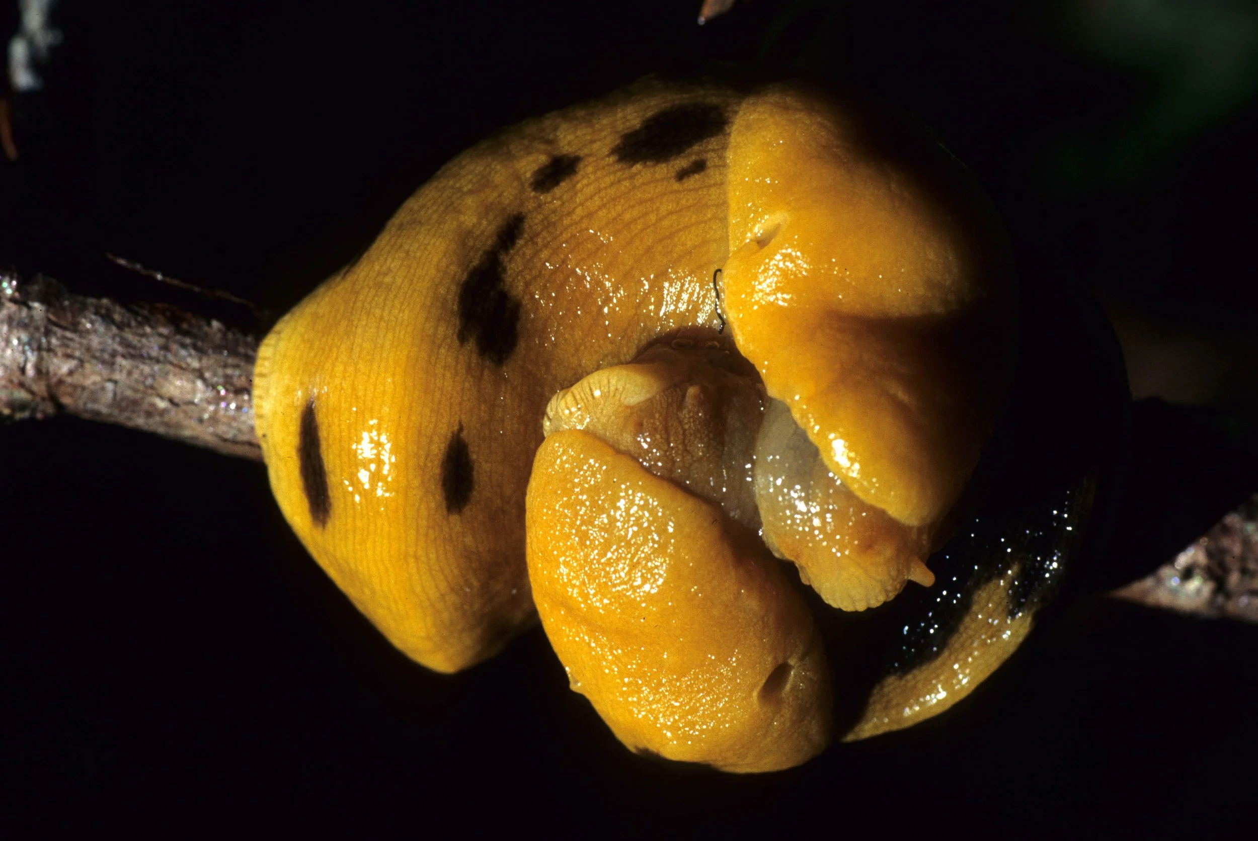 INVERTS - MOLLUSCA - BANANA SLUG - REDWOODS NP.jpg