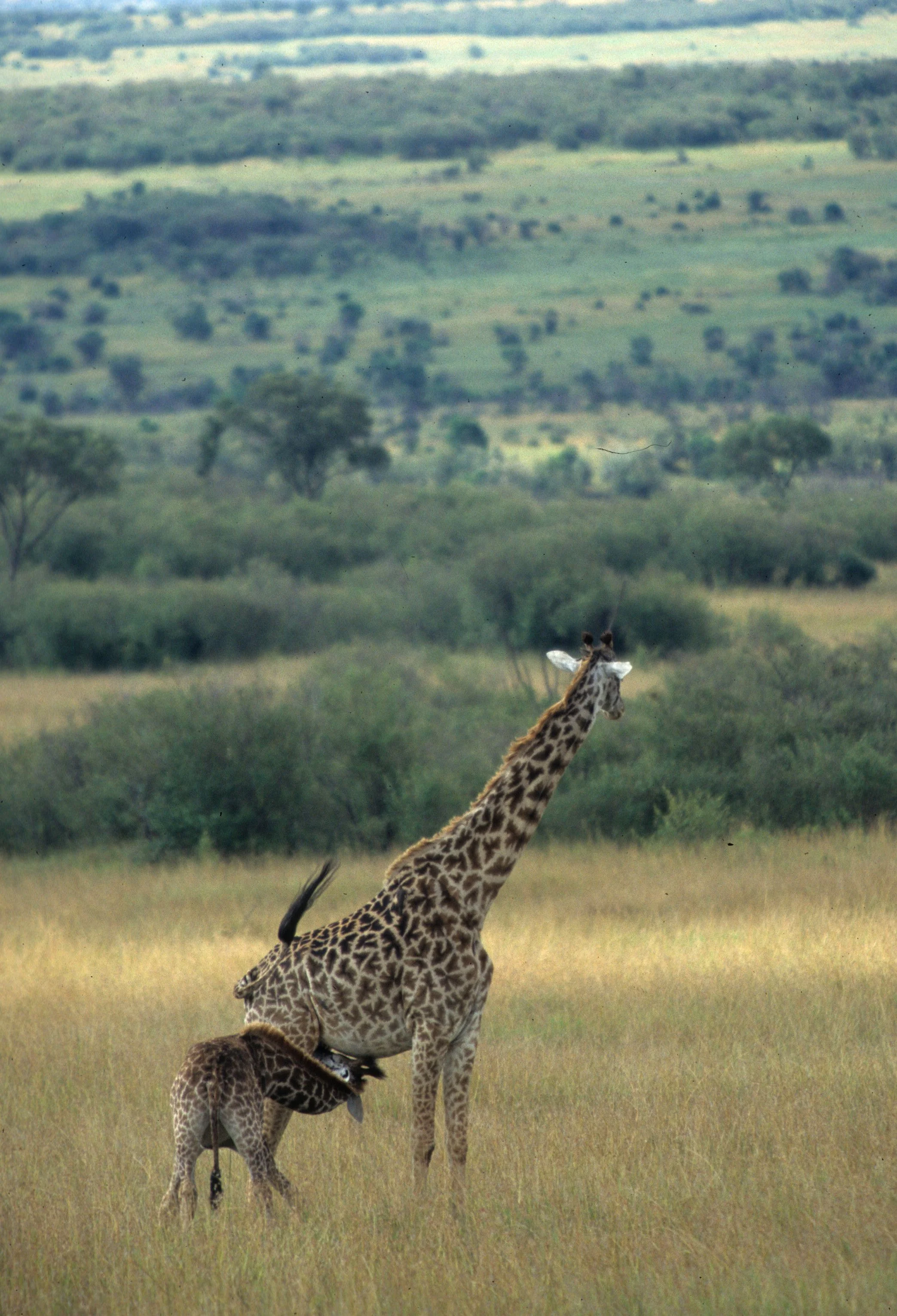 GIRAFFE-MASAI-SERENGETI 28.jpg