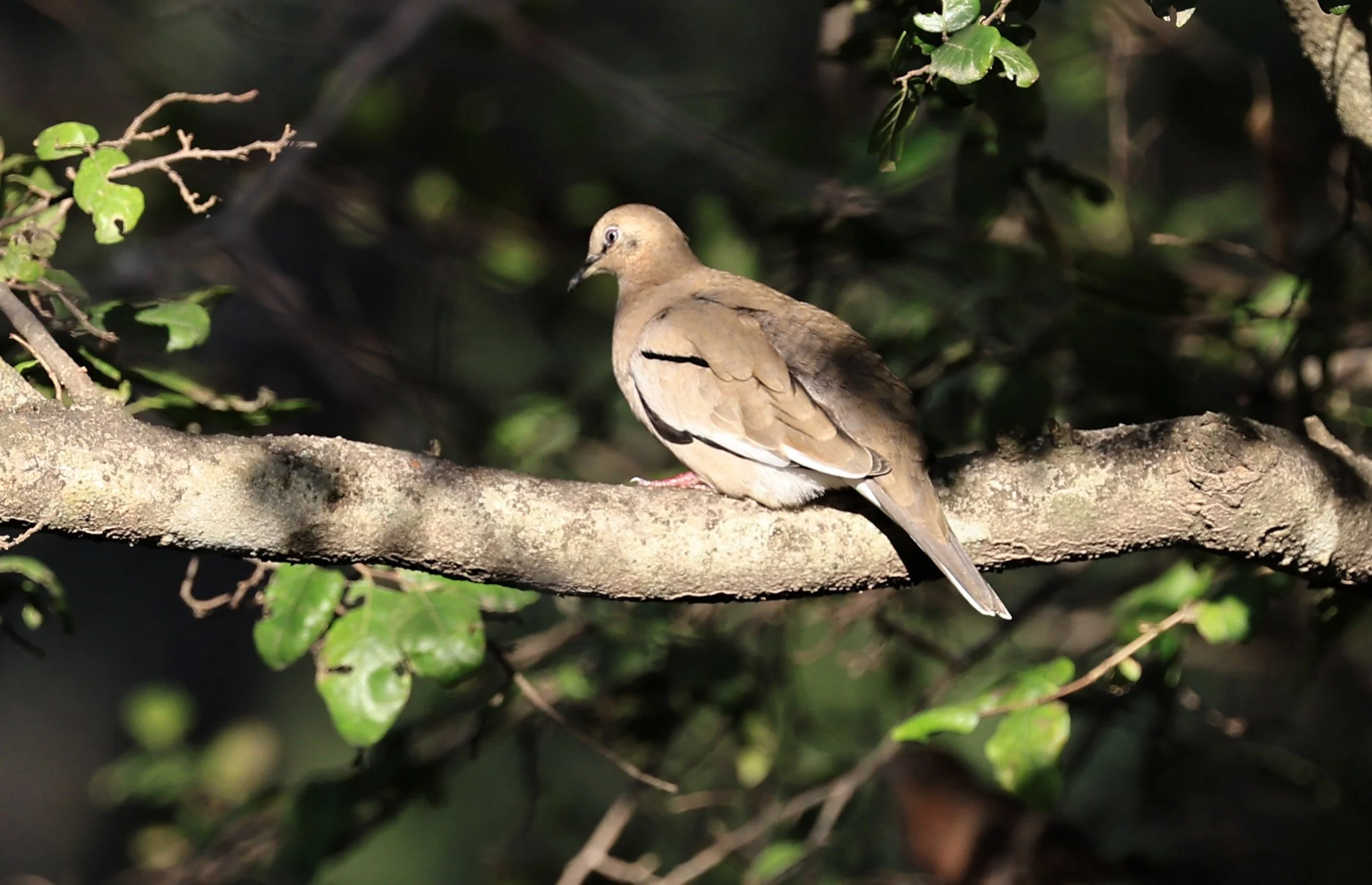 Eared Dove (Zenaida auriculata) Hotel Campestre Iparoma Paraguay  (6).jpg