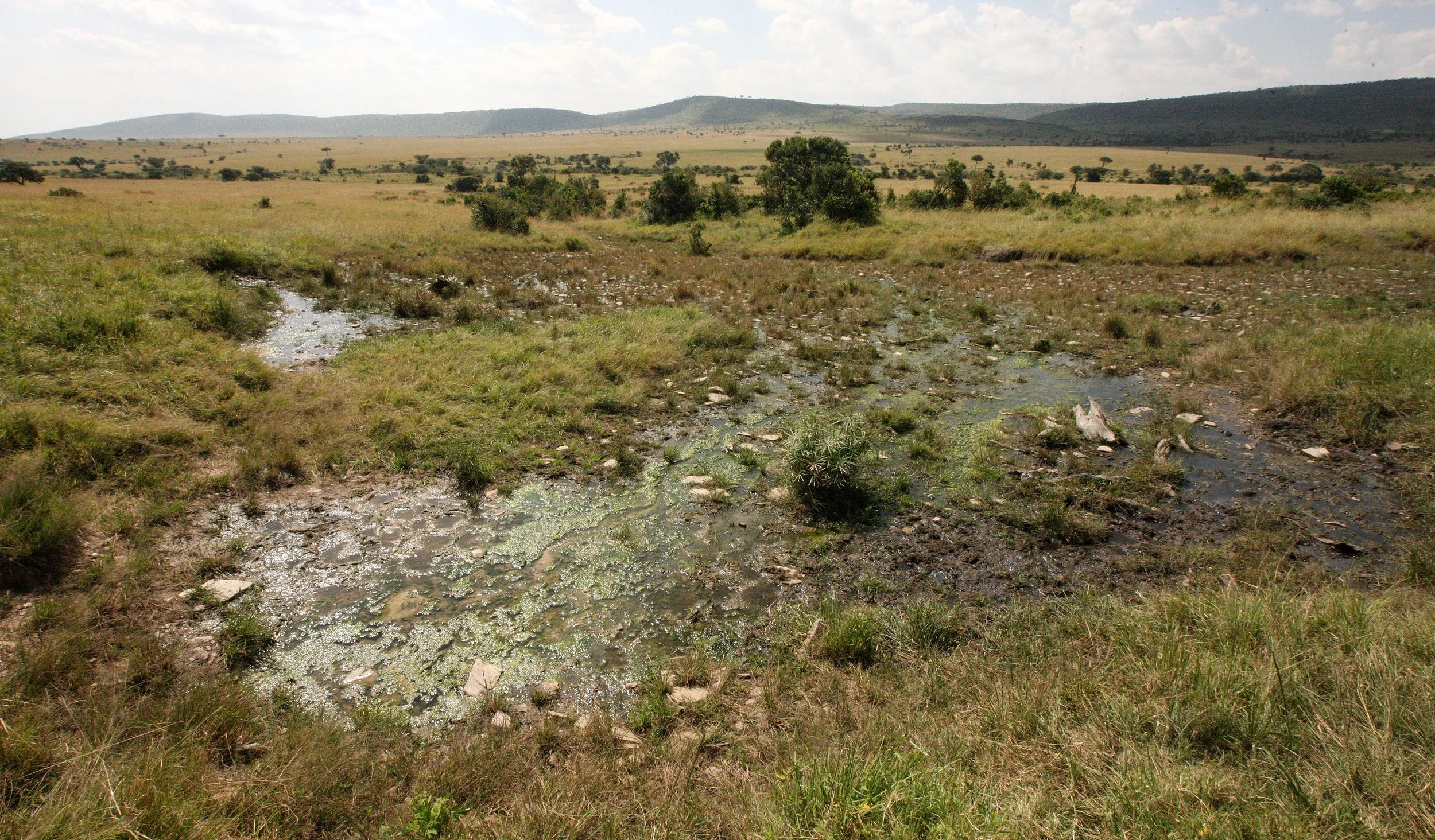 Coming to Masai Mara!