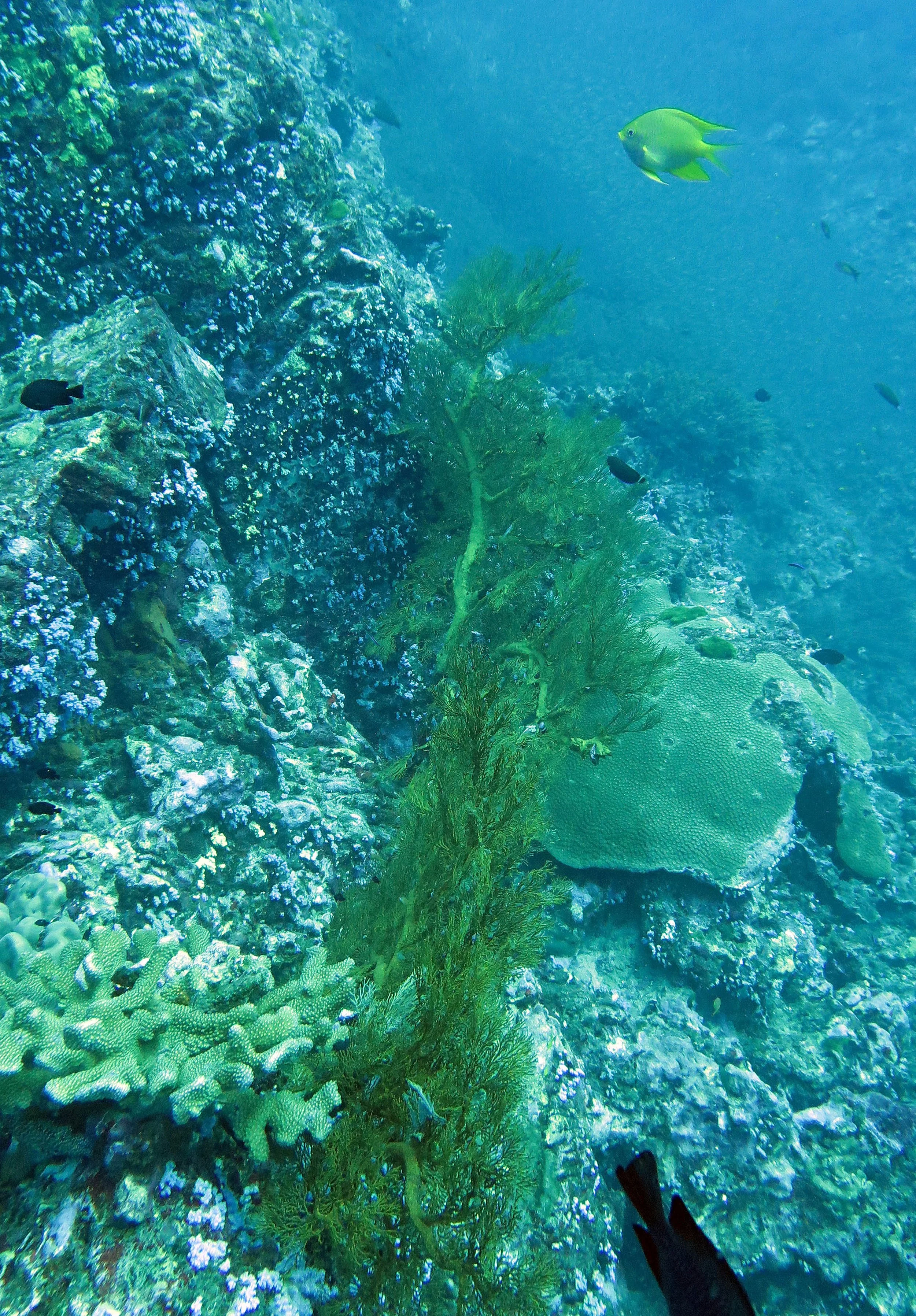 2014 Similan Islands Marine Park Thailand ISB Dive Trip (31).JPG