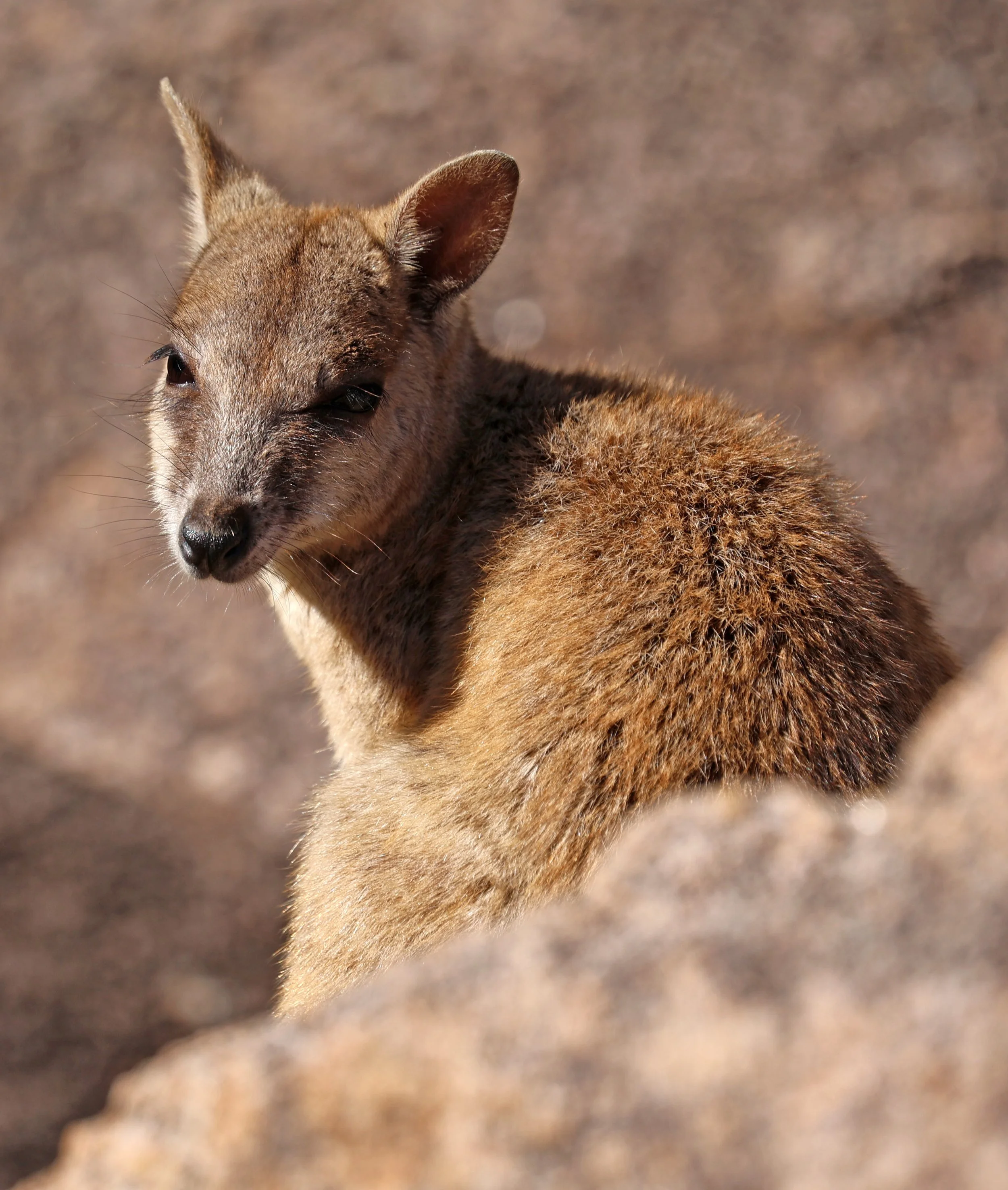 Allied Rock Wallaby (Petrogale assimilis) Magnetic Island - Queensland