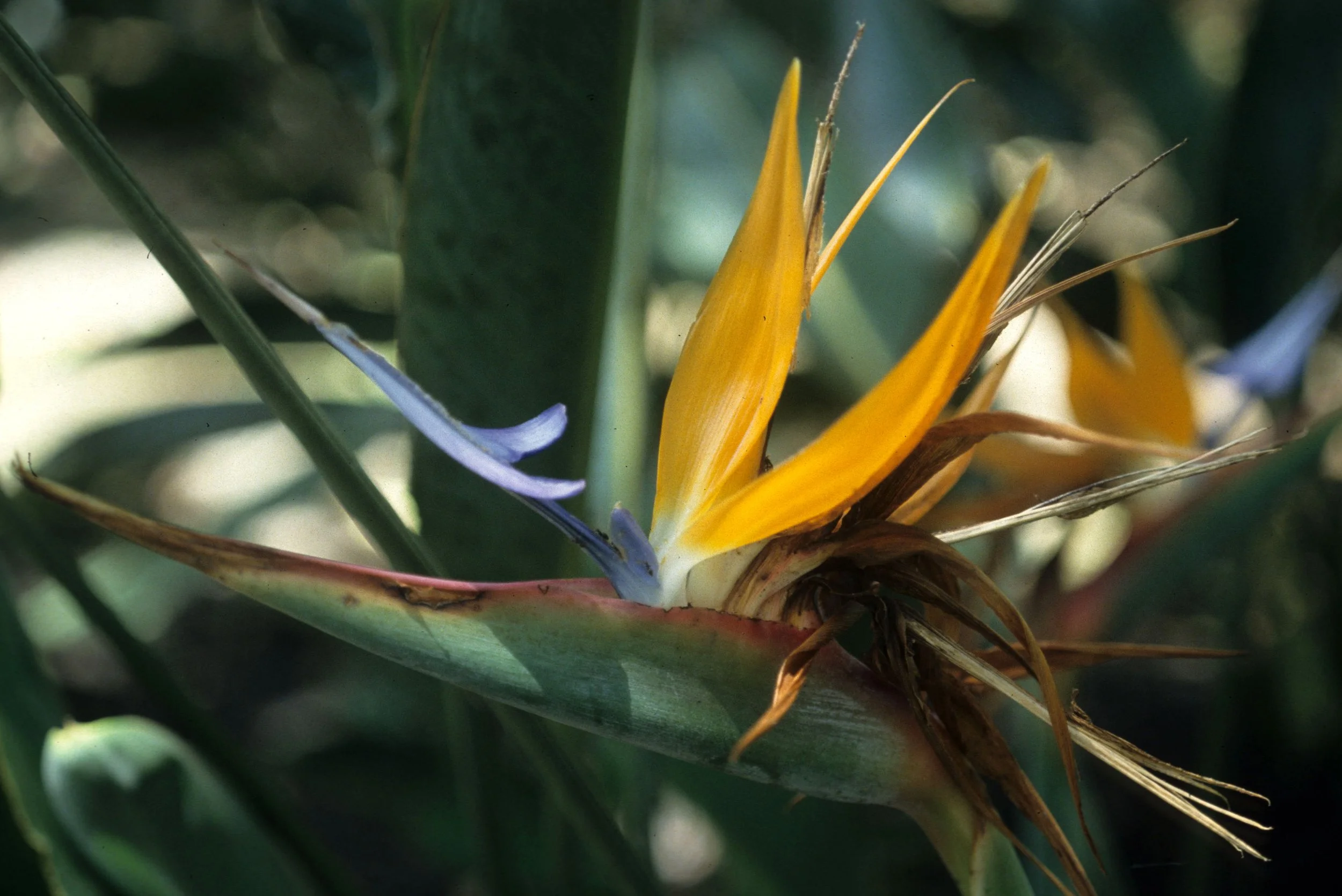 HAWAII - HAWAII - BIRD OF PARADISE - STRELITZIA REGINAE.jpg
