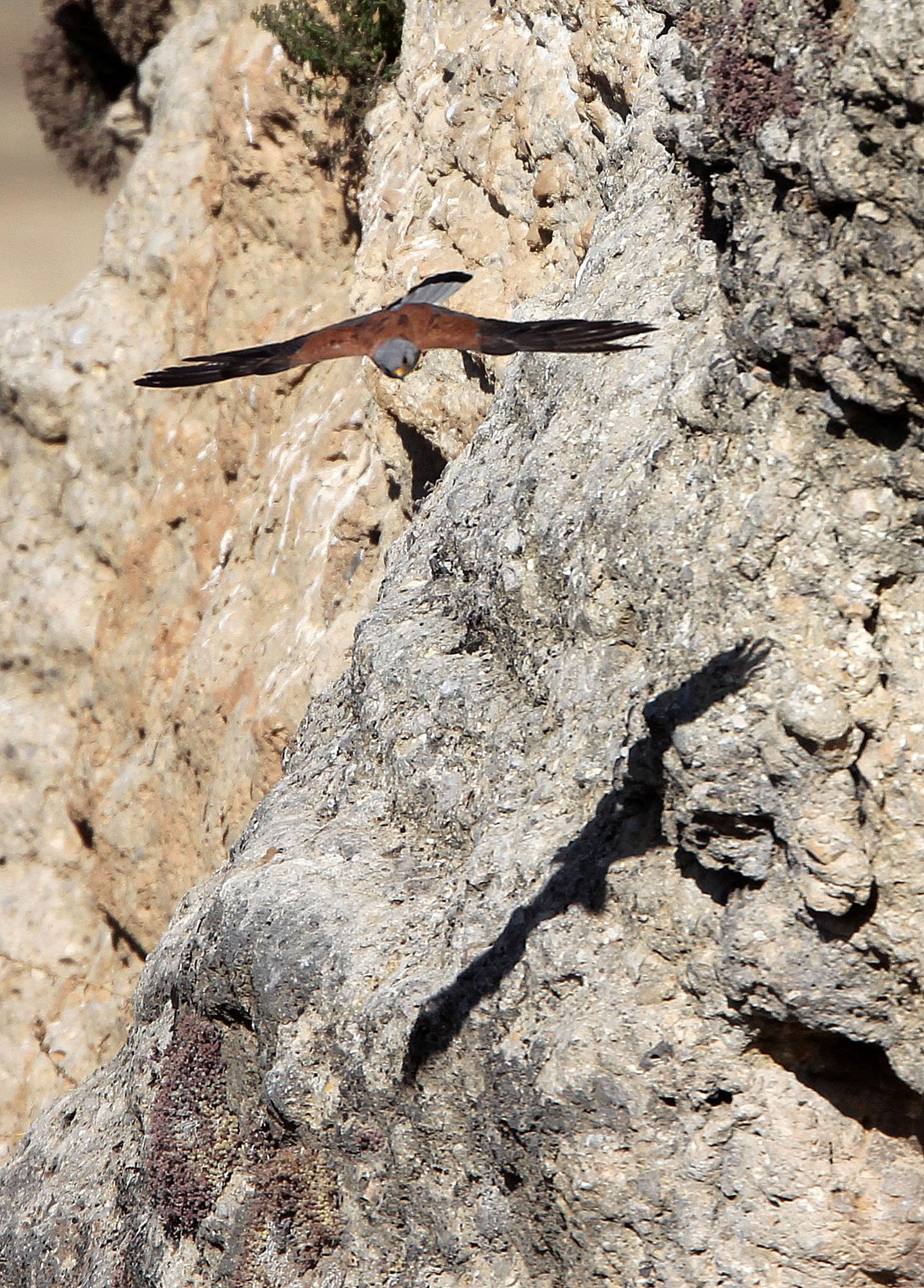 BIRD - KESTREL - RONDA CANYON SPAIN (10).JPG