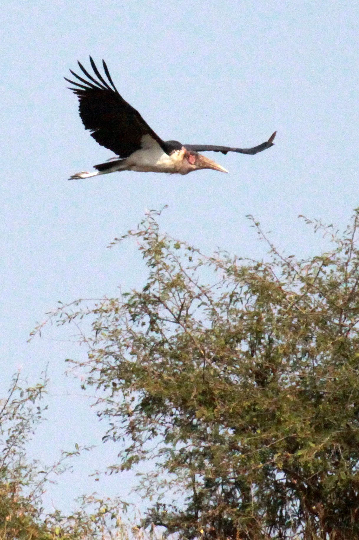 STORK - MARABOU STORK - Leptoptilos crumenifer - QUEEN ELIZABETH NATIONAL PARK UGANDA (13).JPG
