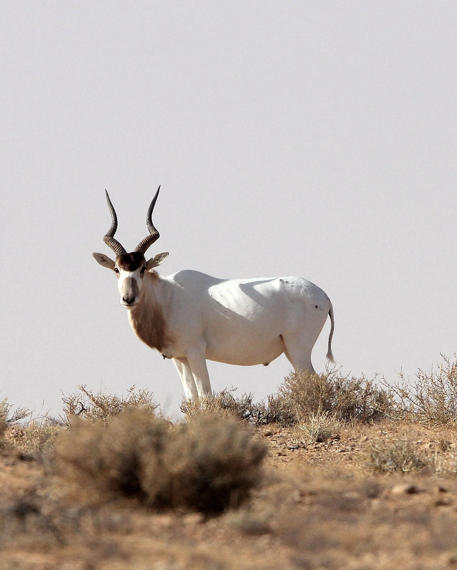 ADDAX - Addax nasomaculatus - JEBIL NATIONAL PARK TUNISIA (134).JPG