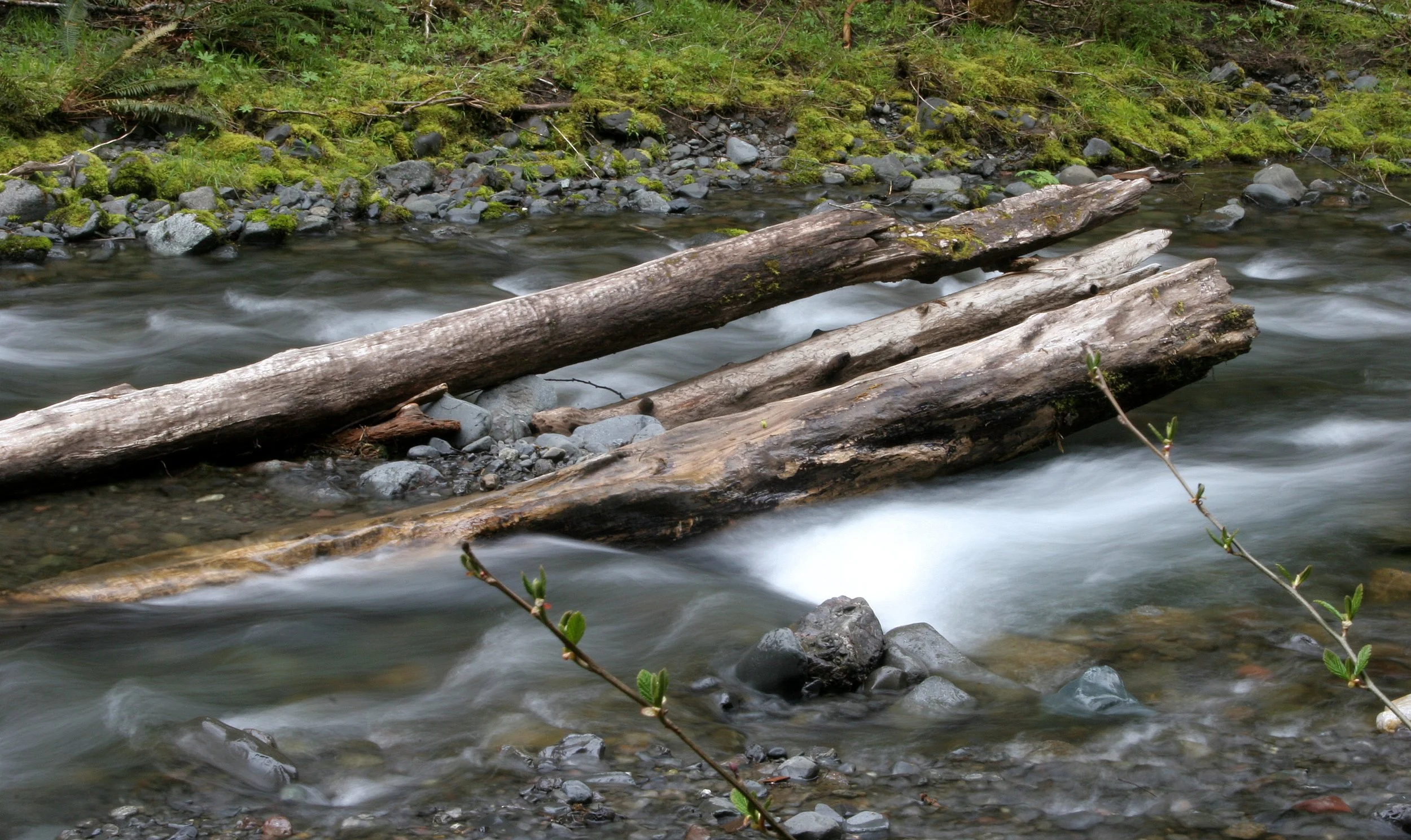 BARNES CREEK AND SURROUNDING FOREST (26).JPG