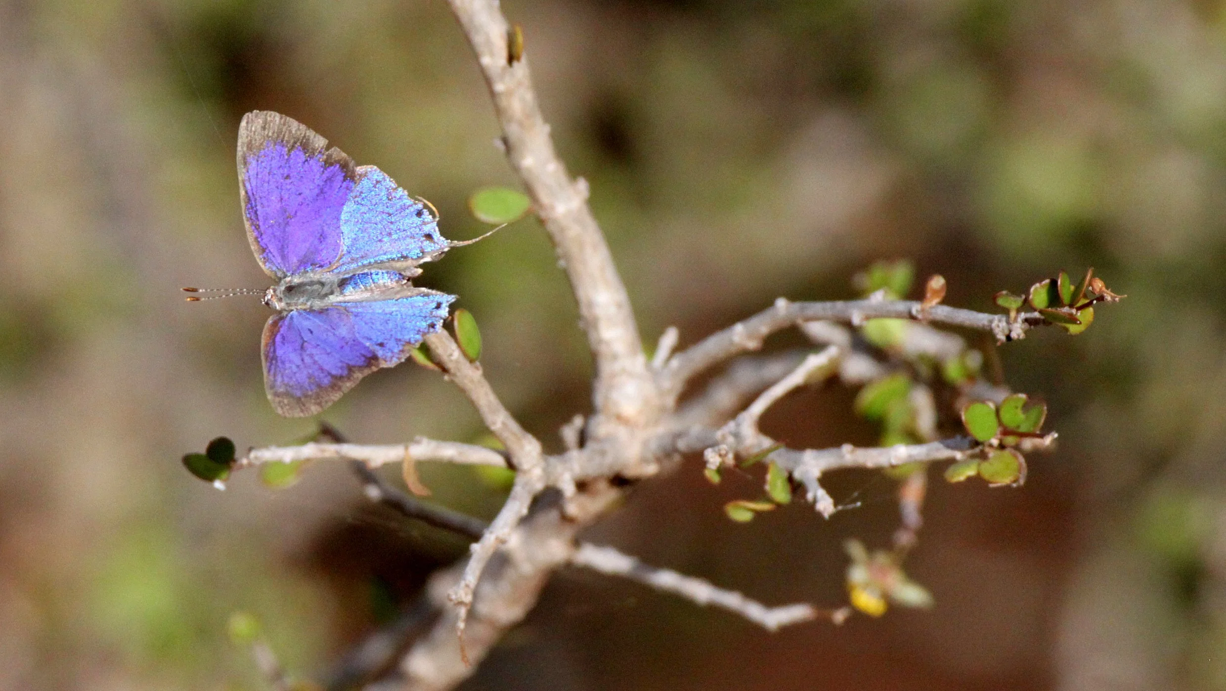Lycaenidae - Species 6 - Andohahela NP, Madagascar