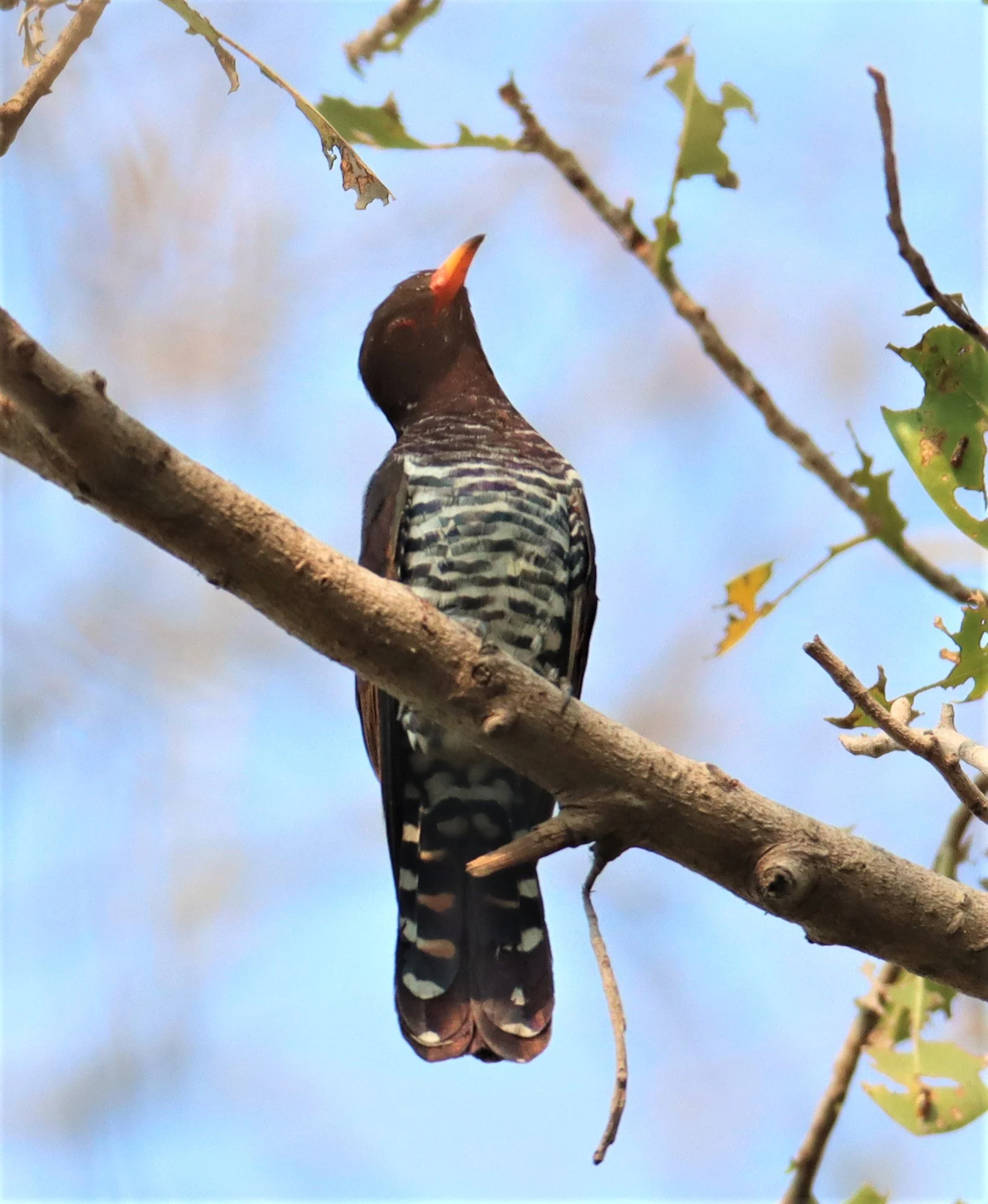 Violet Cuckoo (Chrysococcyx xanthorhynchus) Rama IX Park Bangkok (12).jpg