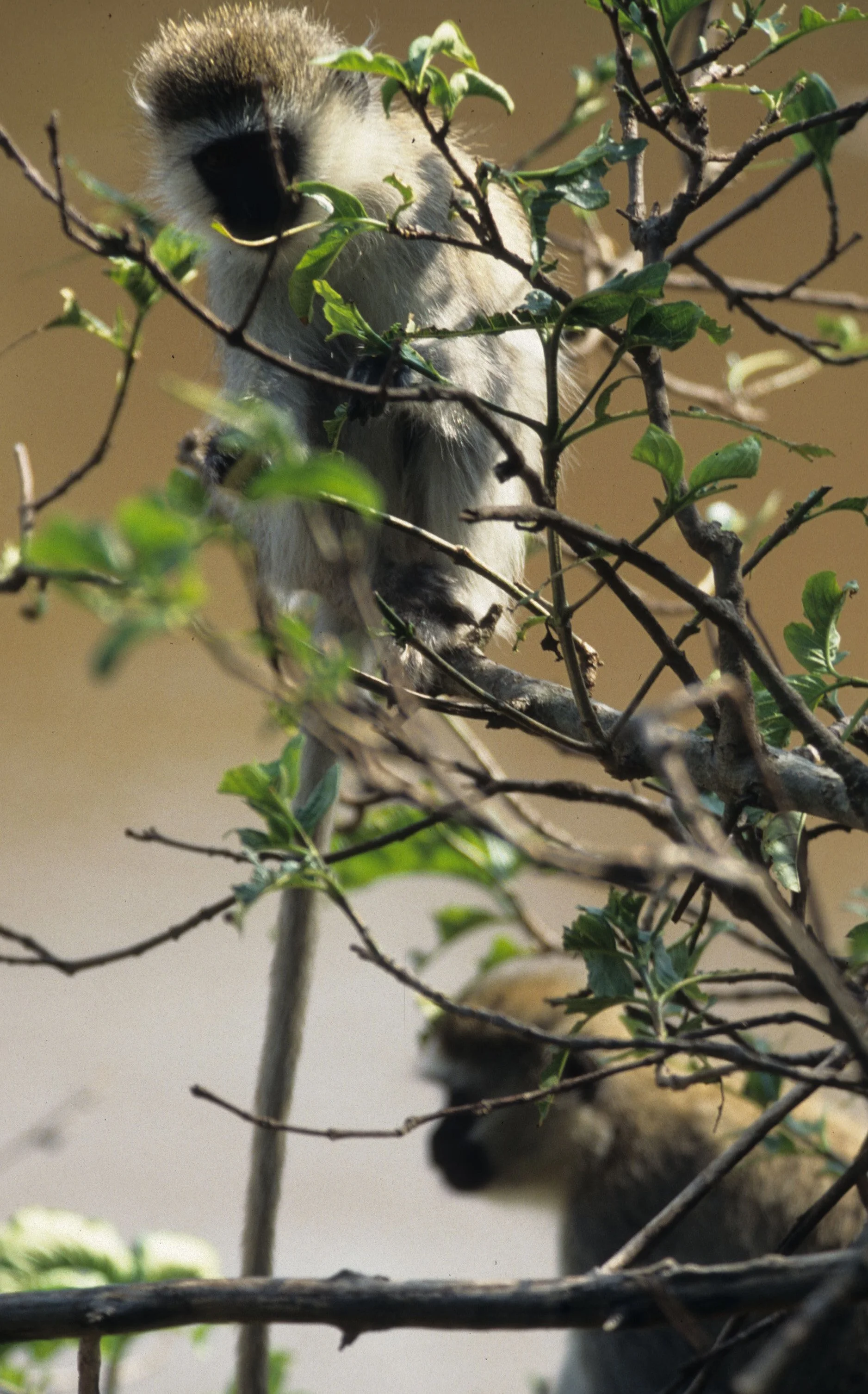PRIMATE - VERVETMONKEY - SERENGETI 7.jpg