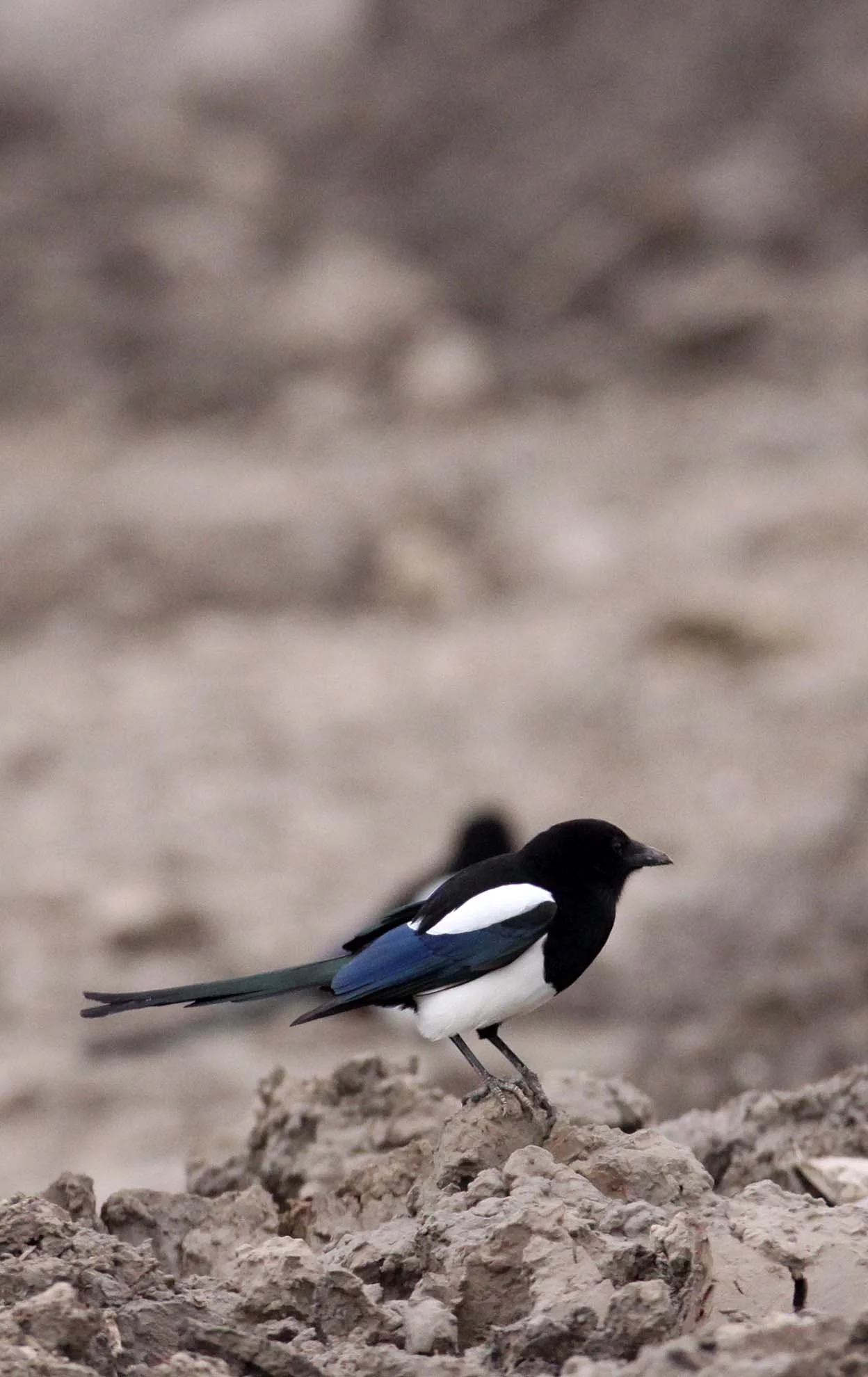 BIRD - MAGPIE - COMMON BLACK-BILLED MAGPIE- YANCHENG CHINA (9).JPG