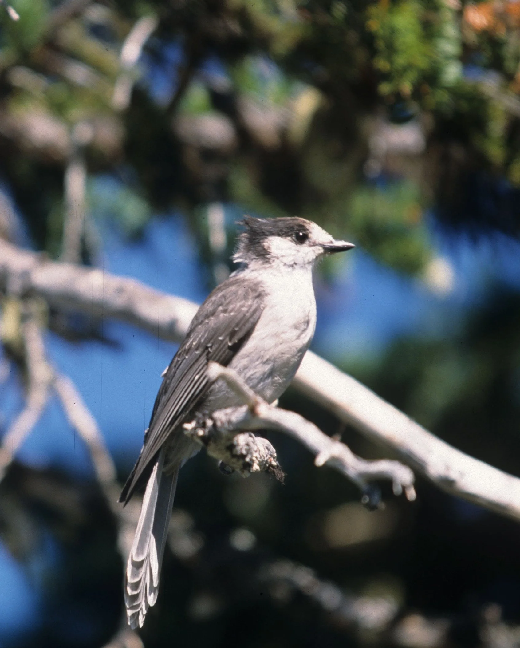 BIRD - JAY - GRAY - RIDGE ROAD C.jpg