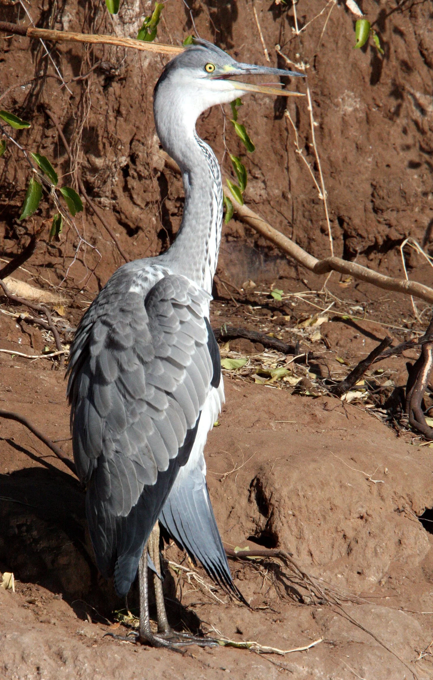 HERON - GREY HERON -  Ardea cinerea - CHOBE NATIONAL PARK BOTSWANA (2).JPG
