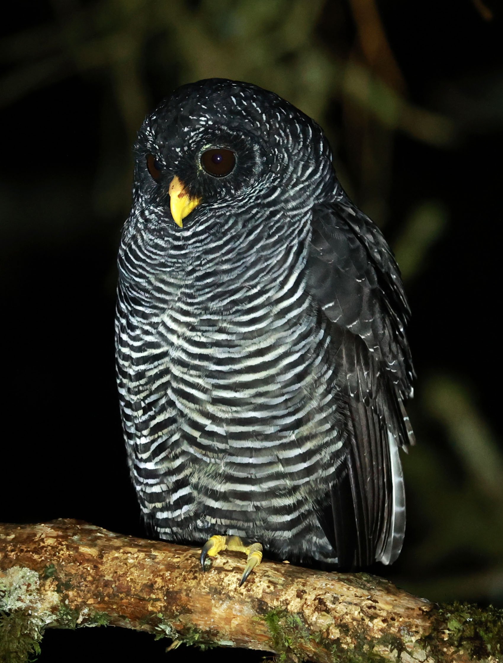 Owl - Black-banded Owl - Strix huhula - San Isidro Lodge, Ecuador (40).jpg