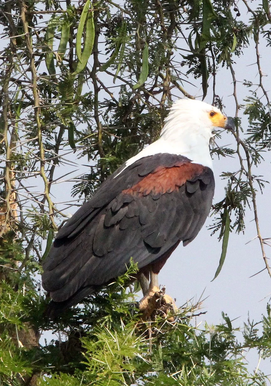 Haliaeetus vocifer - AFRICAN FISH EAGLE - QUEEN ELIZABETH NP UGANDA (20).JPG