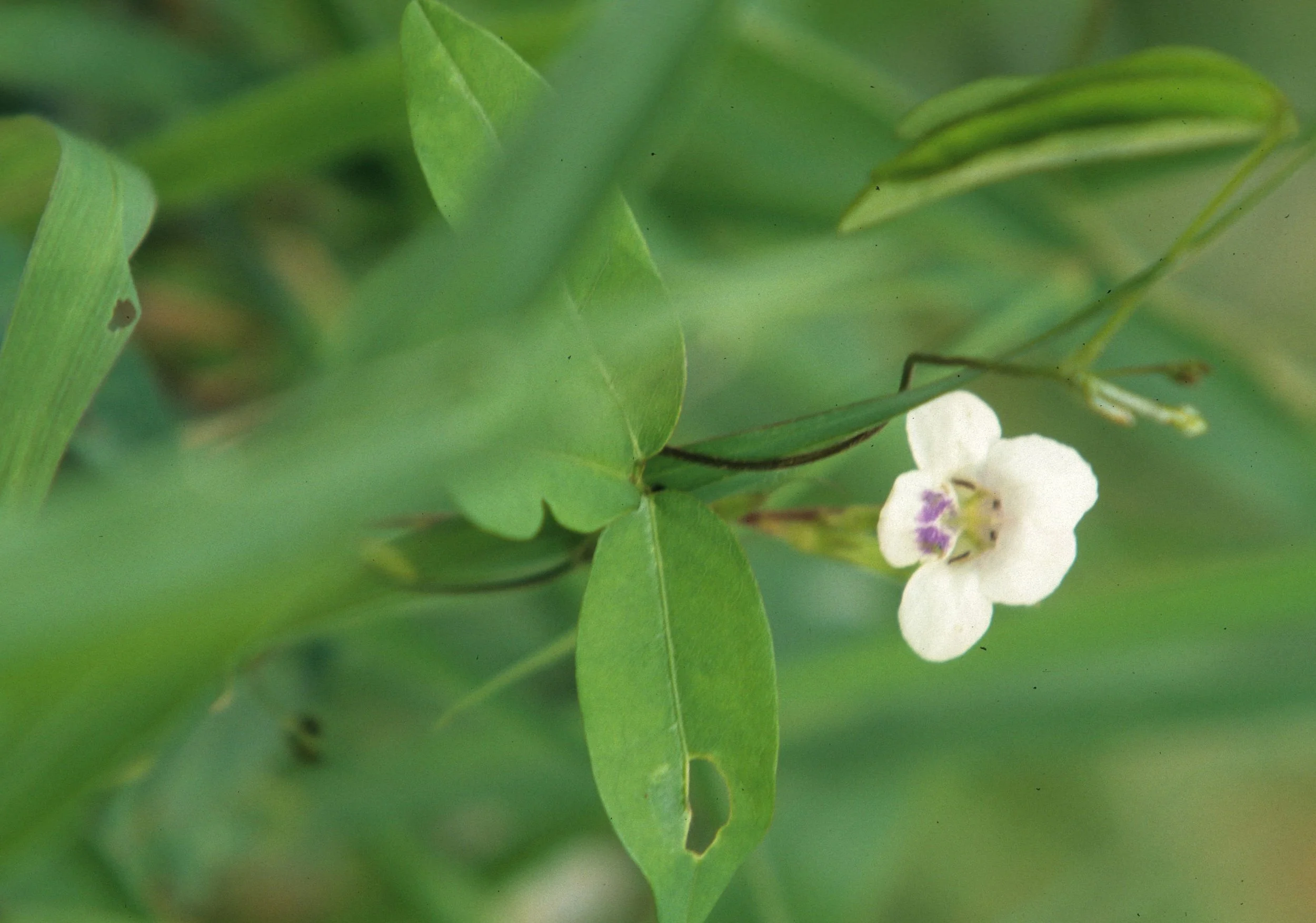KENYA - PLANT - SPECIES.jpg