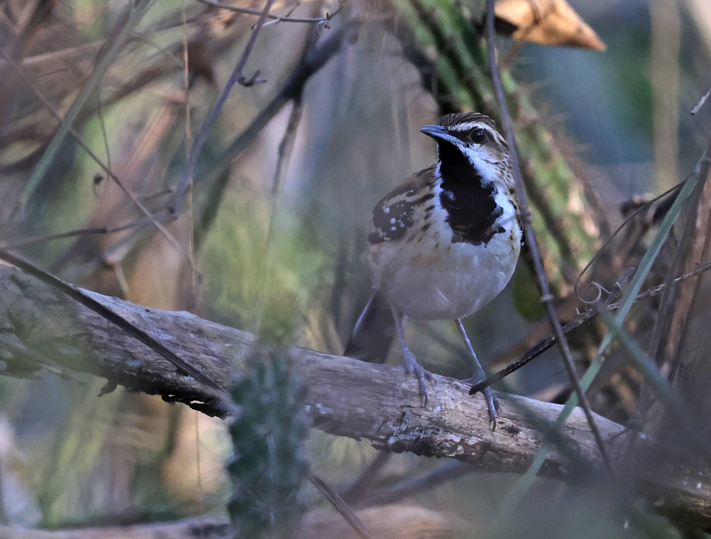 Stripe-backed Antbird (Myrmorchilus strigilatus) Agua Dulce Paraguay (8).jpg