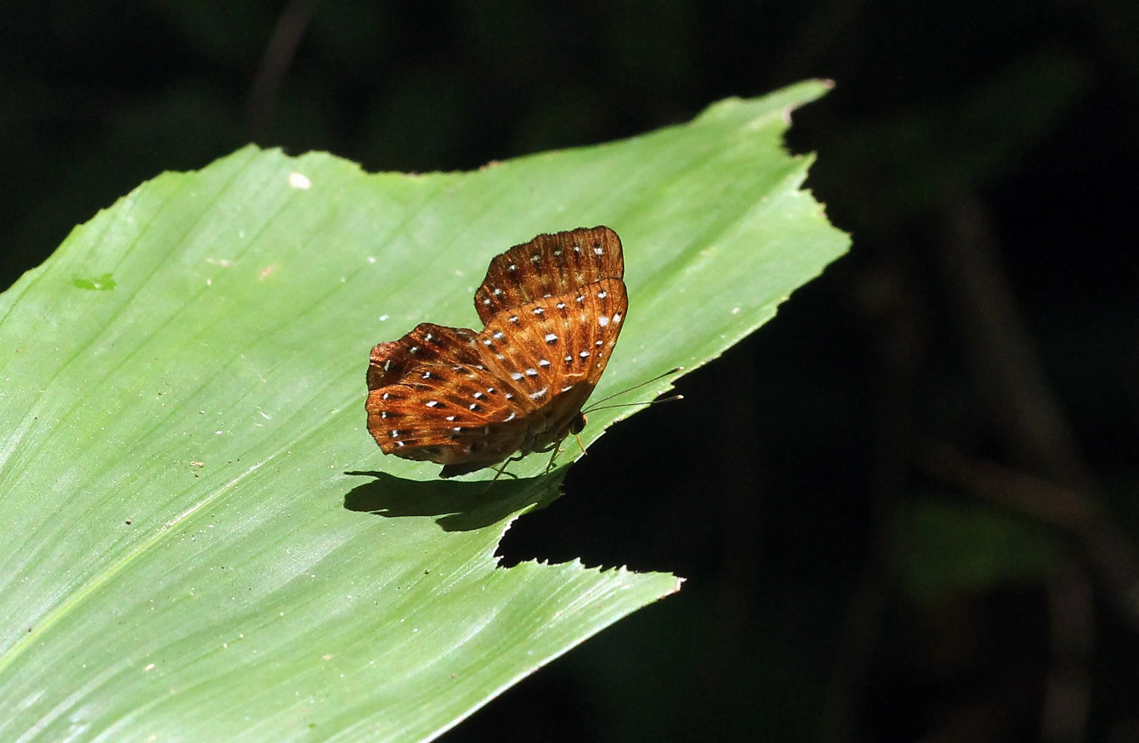 Nymphalidae - Unidentified - Koh Lanta, Thailand 