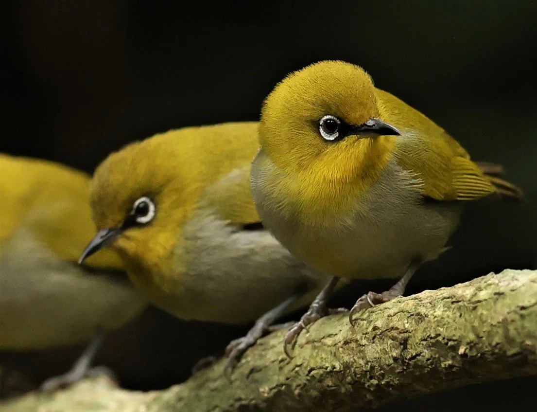 Indian White-eye (Zosterops palpebrosus) Doi Inthanon NP Chiang Mai (27).JPG