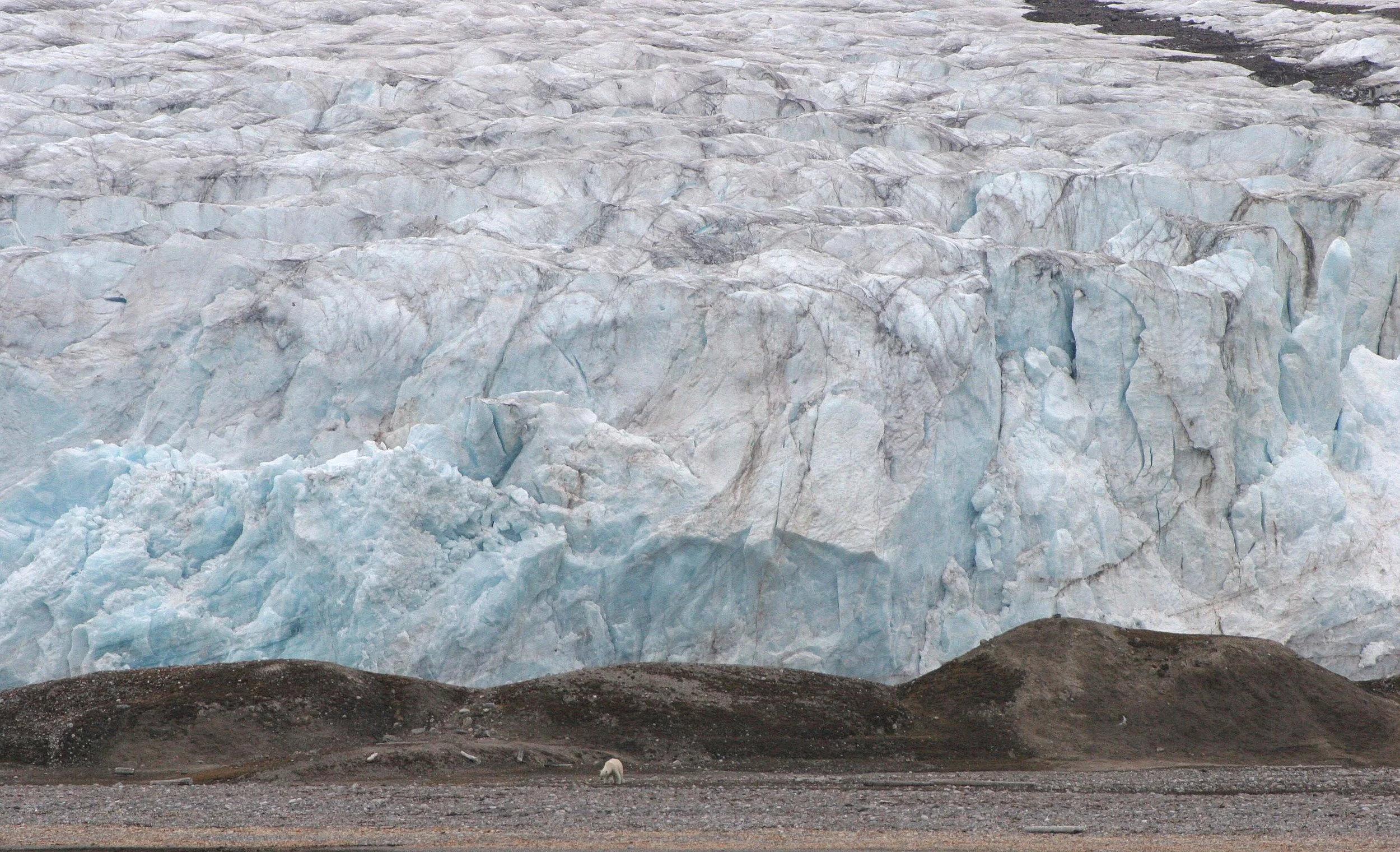 URSID - POLAR BEAR - SVALBARD (344).jpg