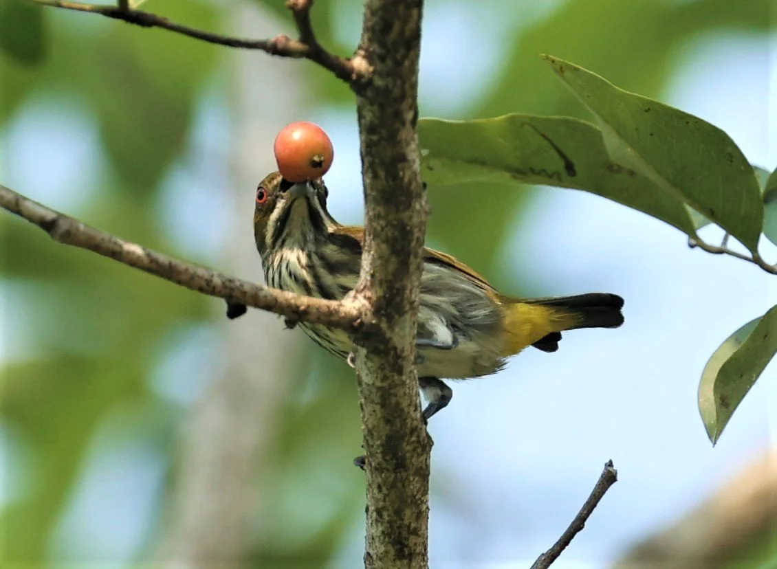 FLOWERPECKER - YELLOW-VENTED FLOWERPECKER - Dicaeum chrysorrheum - KRUNG CHING, KHAO LUANG NP NST, APRIL 2022 (16).jpg
