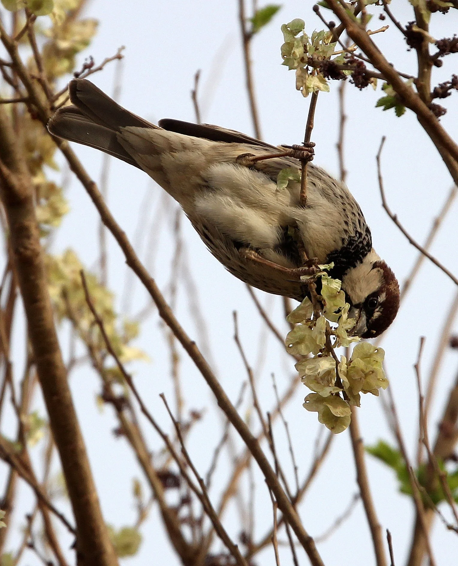 Spanish Sparrow (Passer hispaniolensis) Turpan Xinjiang China (7).JPG