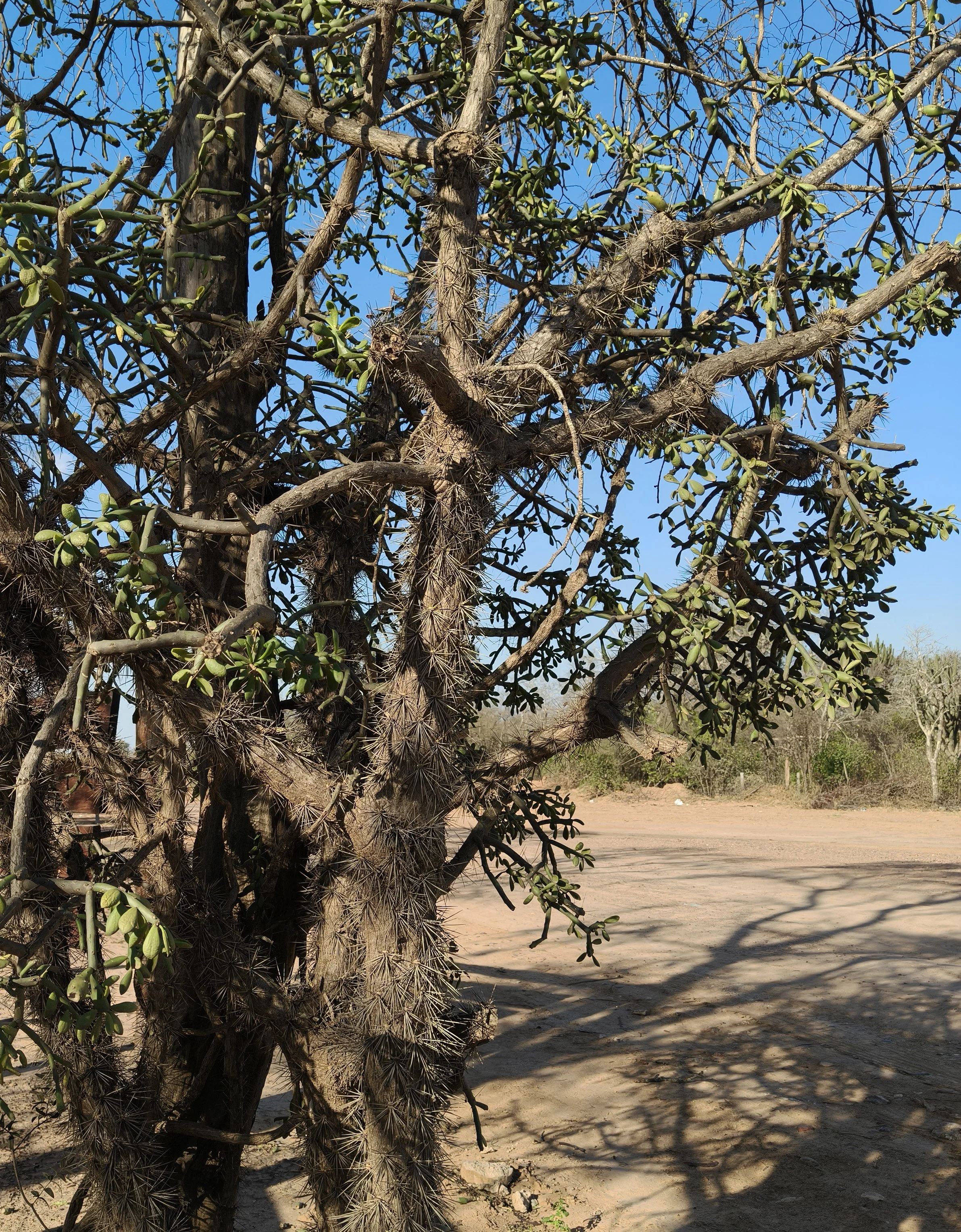 Quiabentia verticillata - Agua Dulce Paraguay