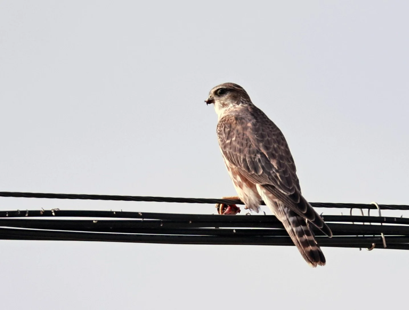 Merlin (Falco columbarius) Ruoergai County, Tibetan Plateau, Sichuan ...