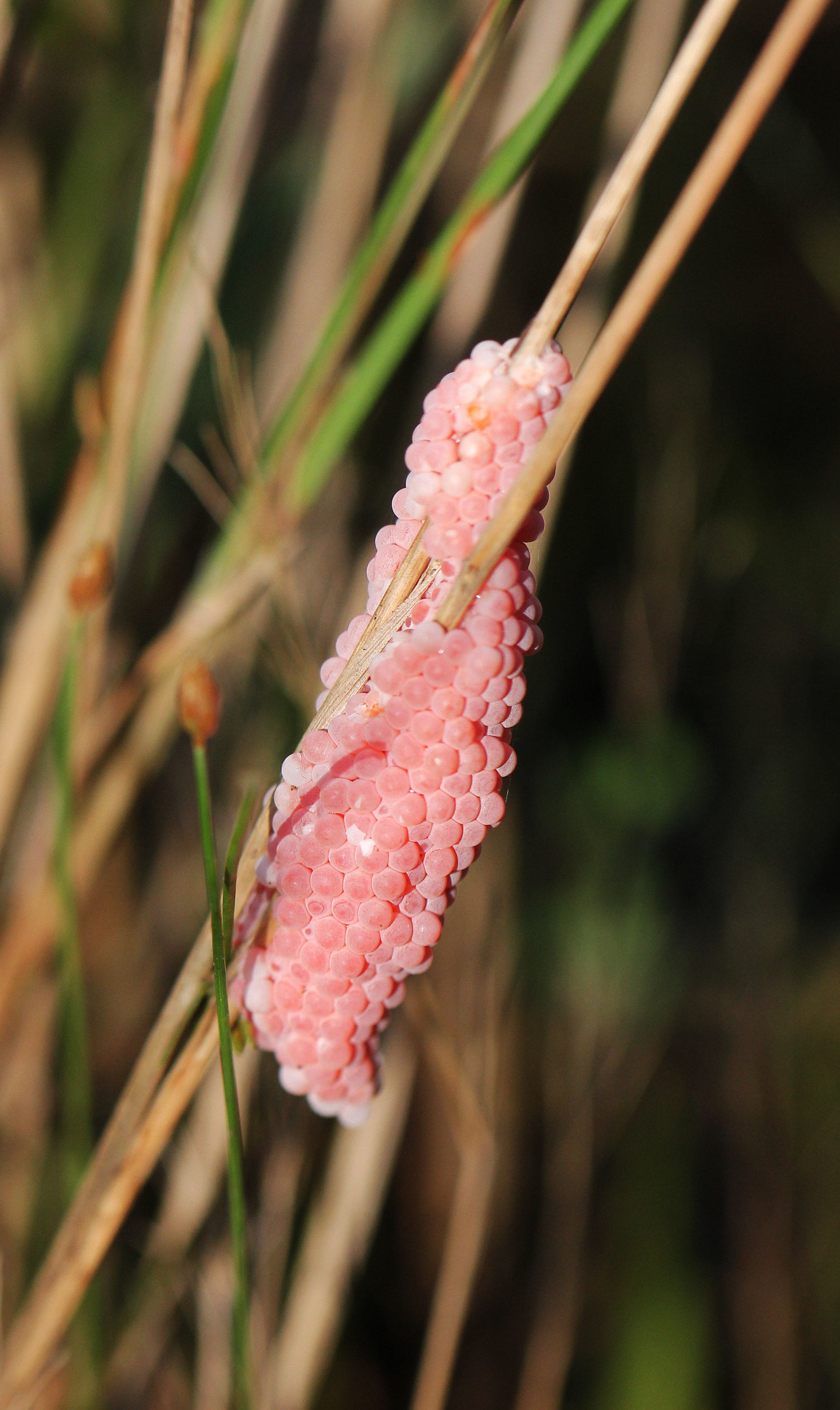 2015 Koh Lanta October Break Trip  (57).JPG