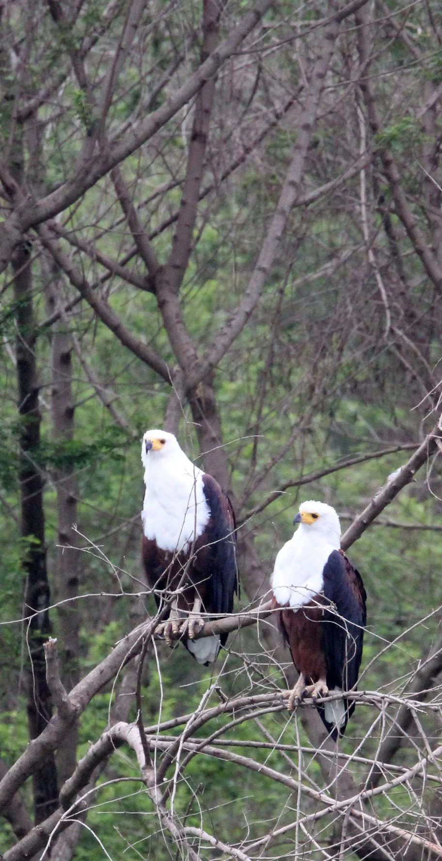 Haliaeetus vocifer - AFRICAN FISH EAGLE - LAKE AWASSA ETHIOPIA (9).JPG