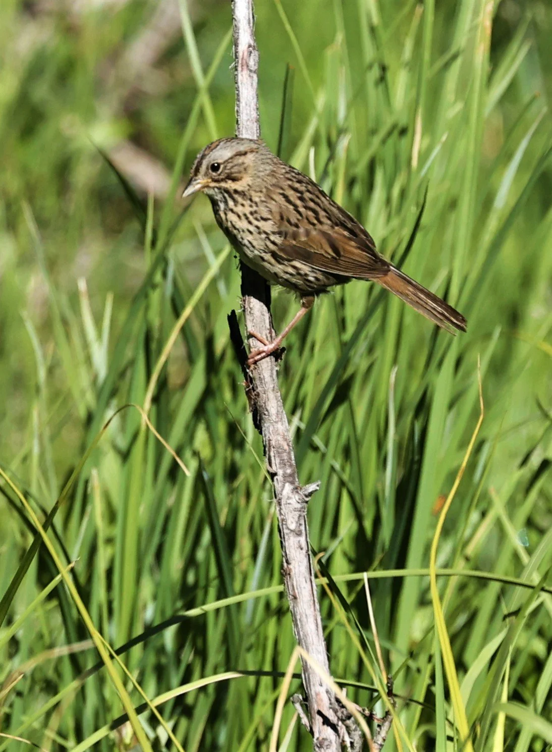 Song Sparrow (Melospiza melodia) Rocky Mountains NP Colorado (7).jpg