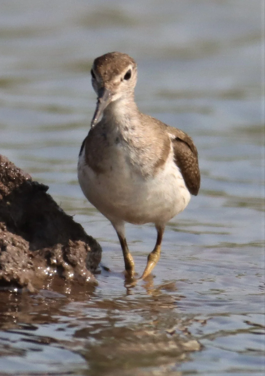 SANDPIPER - COMMON SANDPIPER - Actitus hypoleucos - PATHUM THANI RICE RESEARCH C (5).jpg