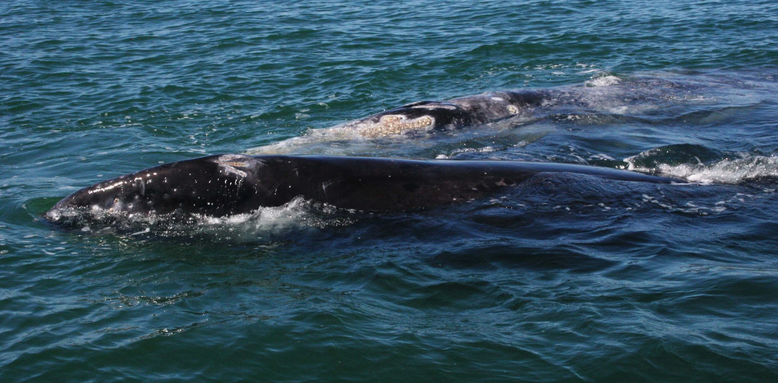 Eschrichtius robustus - GRAY WHALE - SAN IGNACIO LAGOON BAJA MEXICO (85).JPG