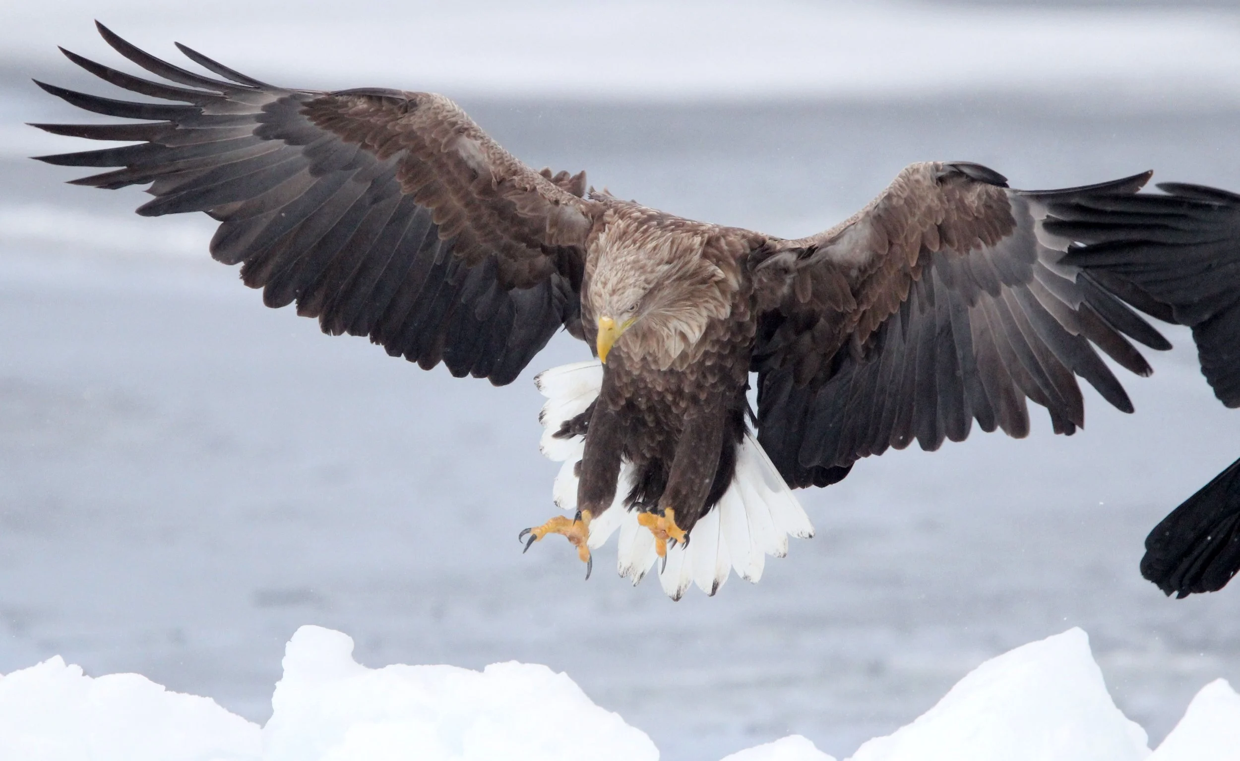 BIRD - EAGLE - WHITE-TAILED EAGLE - RAUSU, SHIRETOKO PENINSULA & NATIONAL PARK - HOKKAIDO JAPAN (1).JPG