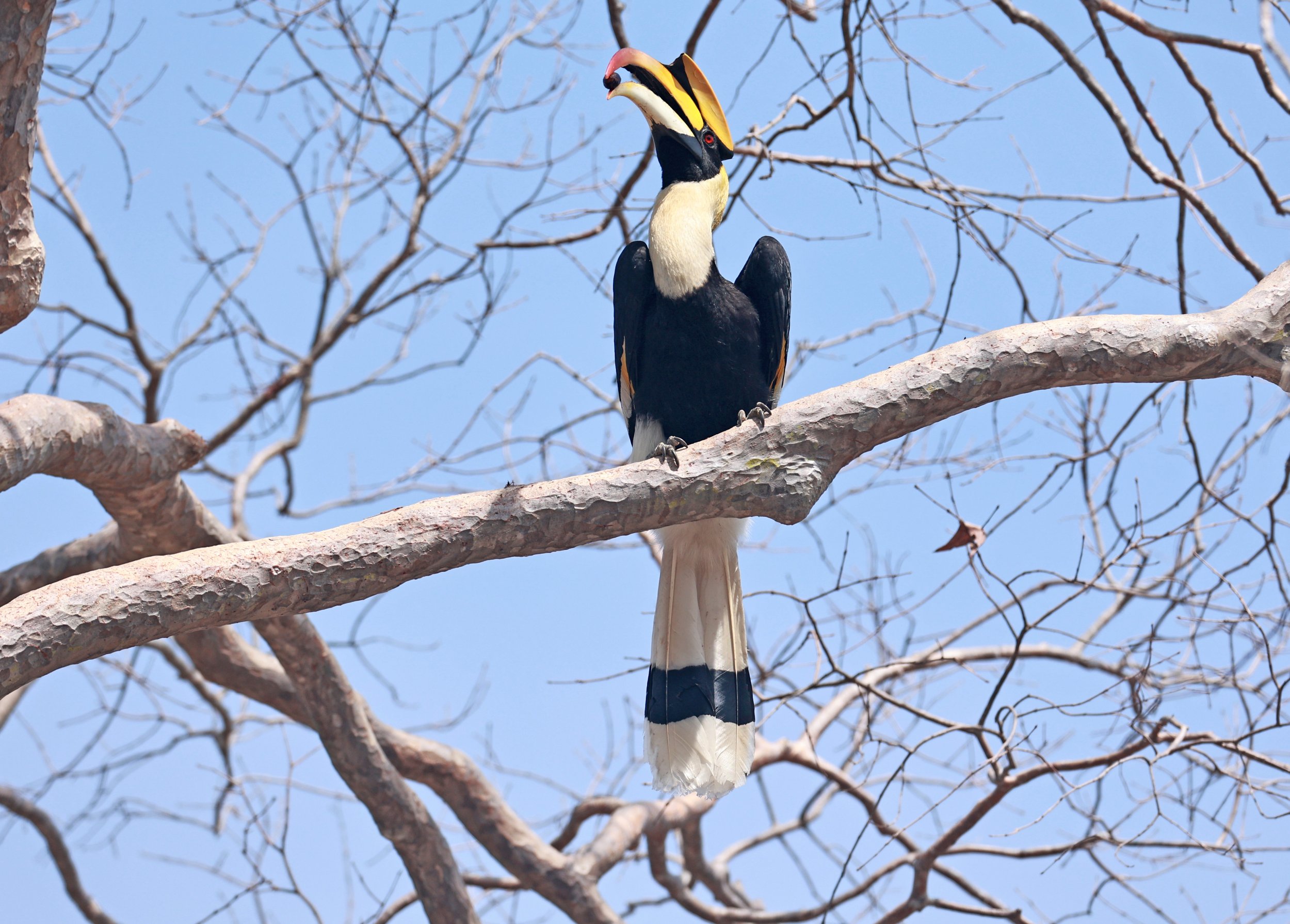 Great hornbill (Buceros bicornis) Pak Chong Mu Si Municipality Feb 2026 (5).jpg