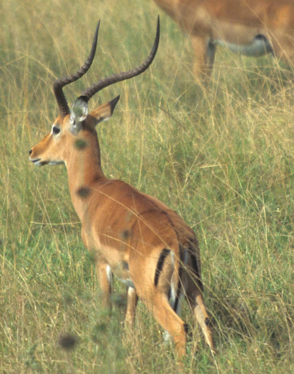 BOVID - IMPALLA-UGANDA (4).jpg