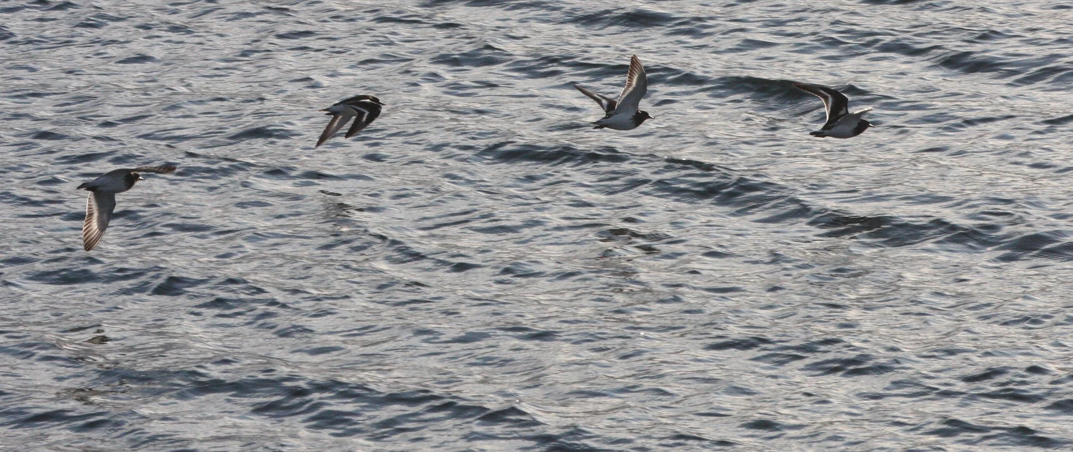 BIRD - TURNSTONE - BLACK TURNSTONE - PA HARBOR (46).JPG