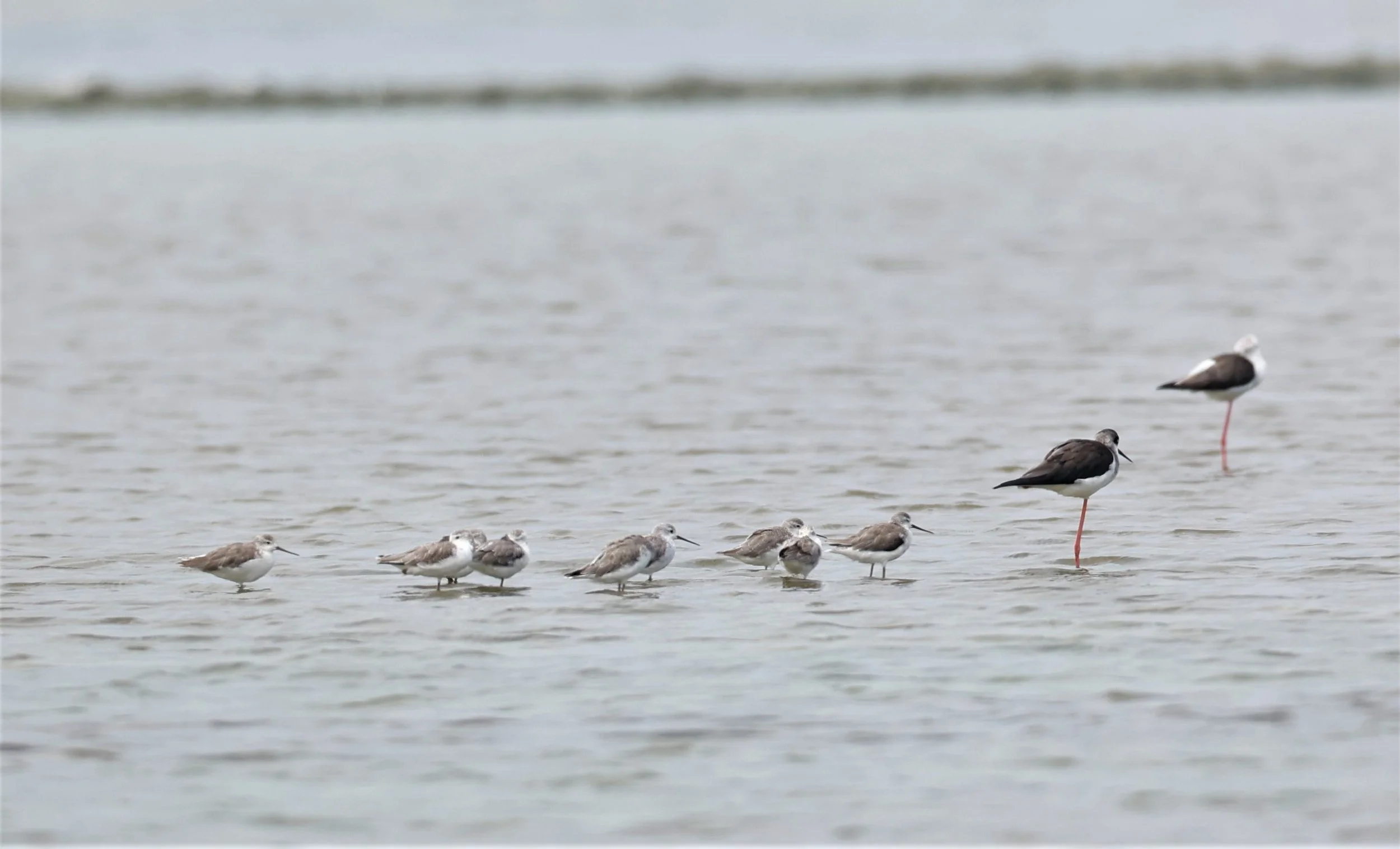 SANDPIPER - MARSH SANDPIPER - Tringa stagnalis - PAK THALE 16 & 19 OCTOBER 2021  (3).jpg