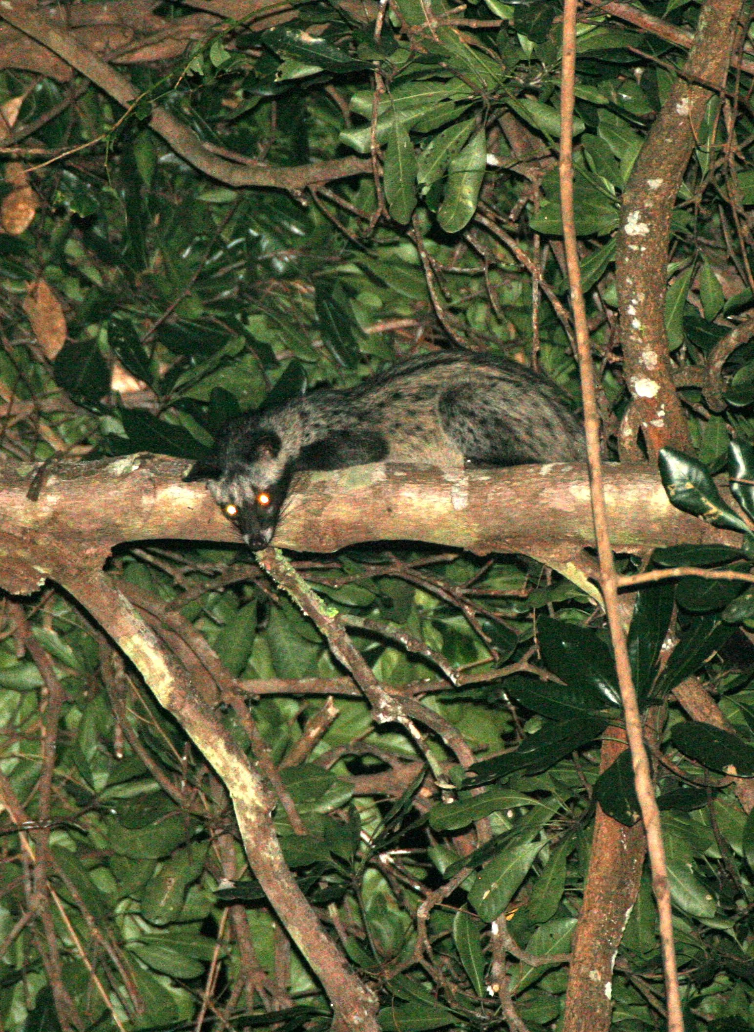 2016 Koh Lanta TheOtherSideVillas - Nature at our Home (158).JPG