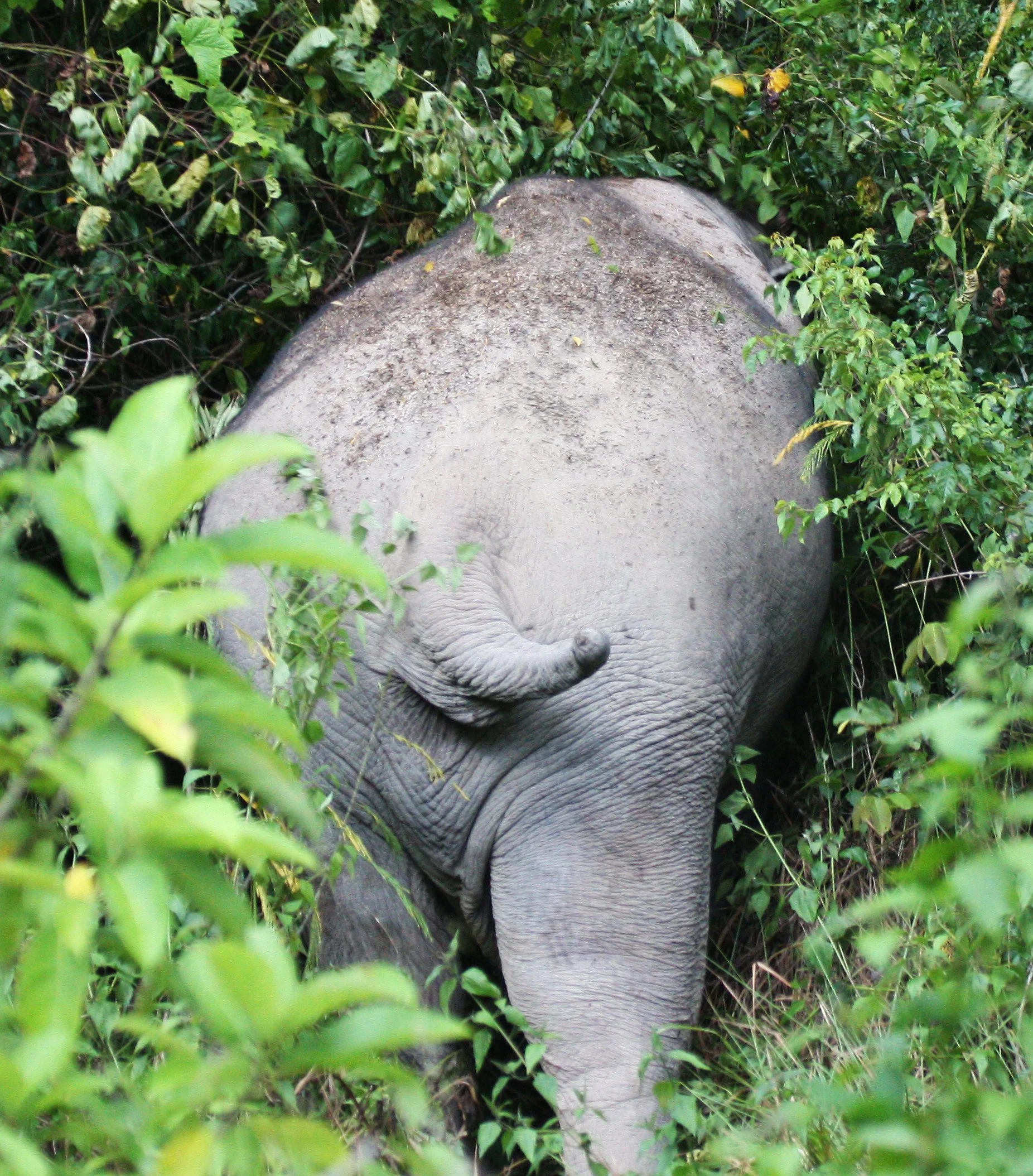 ELEPHANT - ASIAN ELEPHANT - KAENG KRACHAN NP THAILAND (10).JPG
