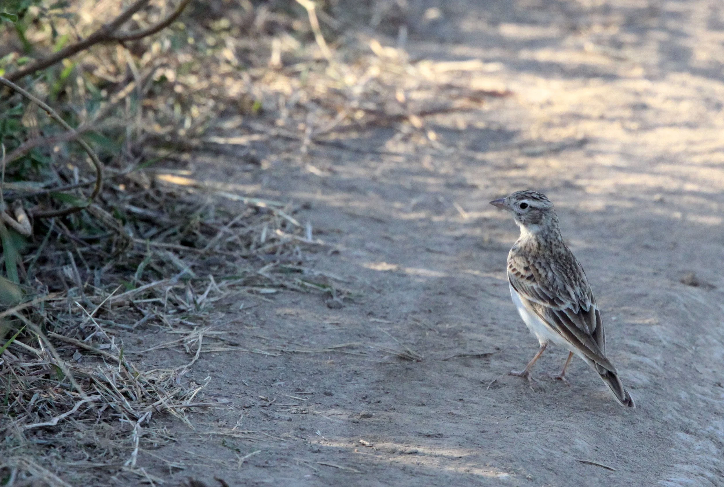 Paddyfield Pipit (Anthus rufulus) GIR FOREST GUJARAT INDIA (6).JPG