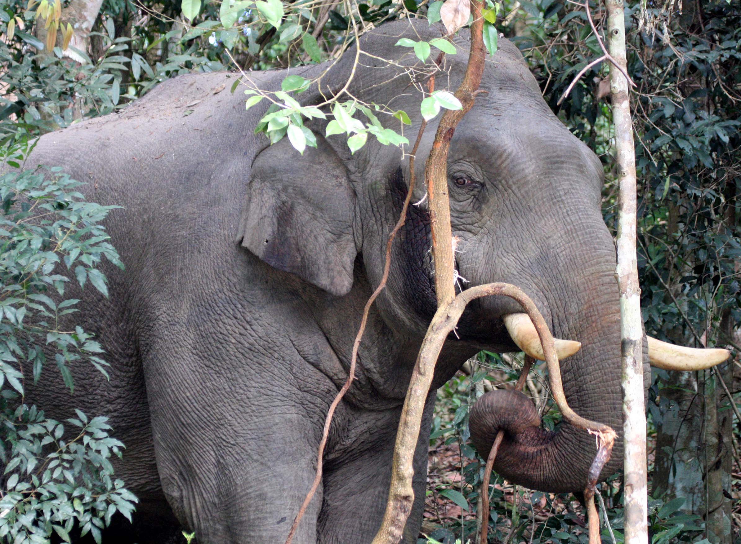 ELEPHANT - ASIAN ELEPHANT - KHAO YAI THAILAND - CHRISTMAS IN THAILAND TRIP 2008 (27).JPG