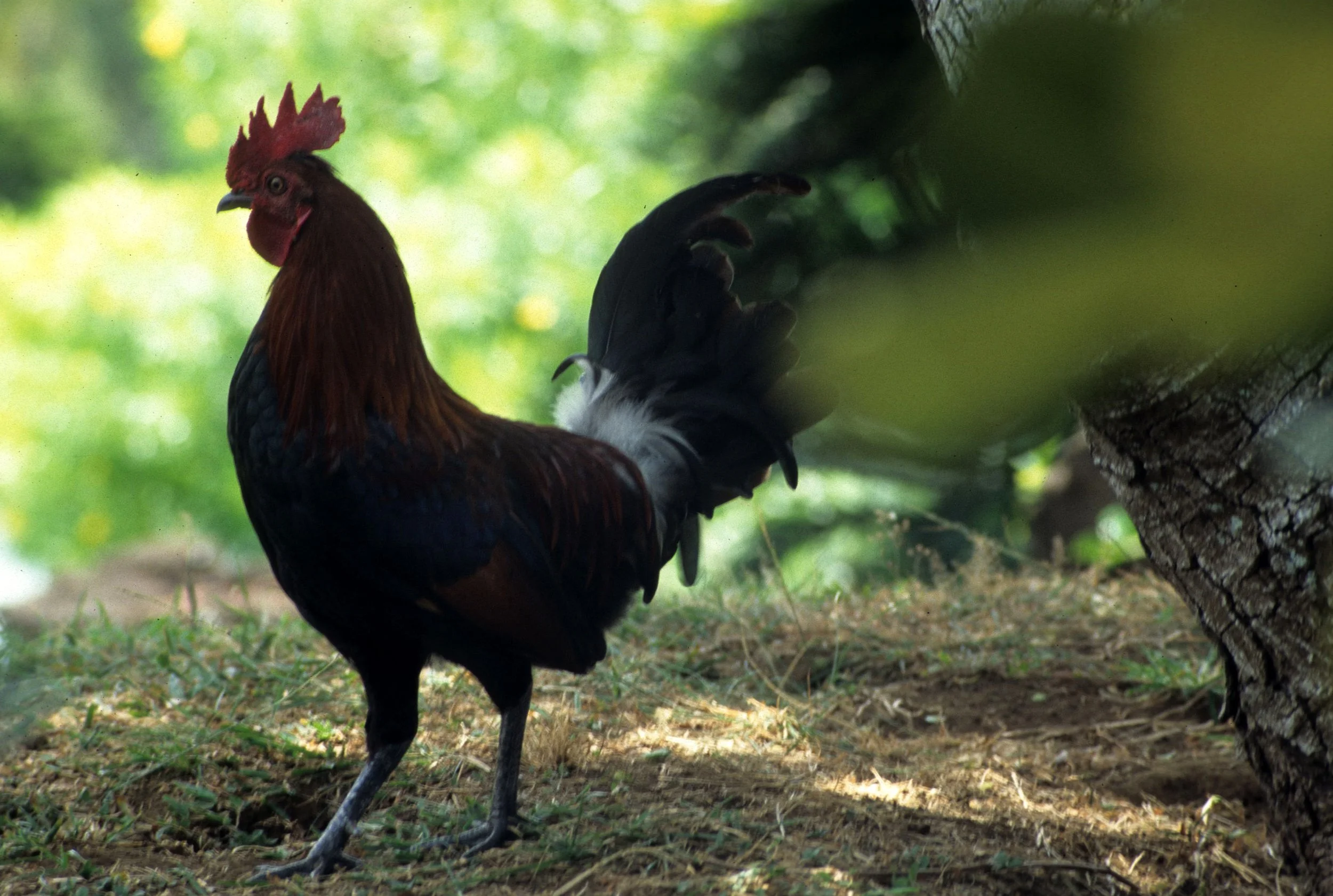 BIRD - RED JUNGLEFOWL - GALLUS GALLUS - HAWAII.jpg