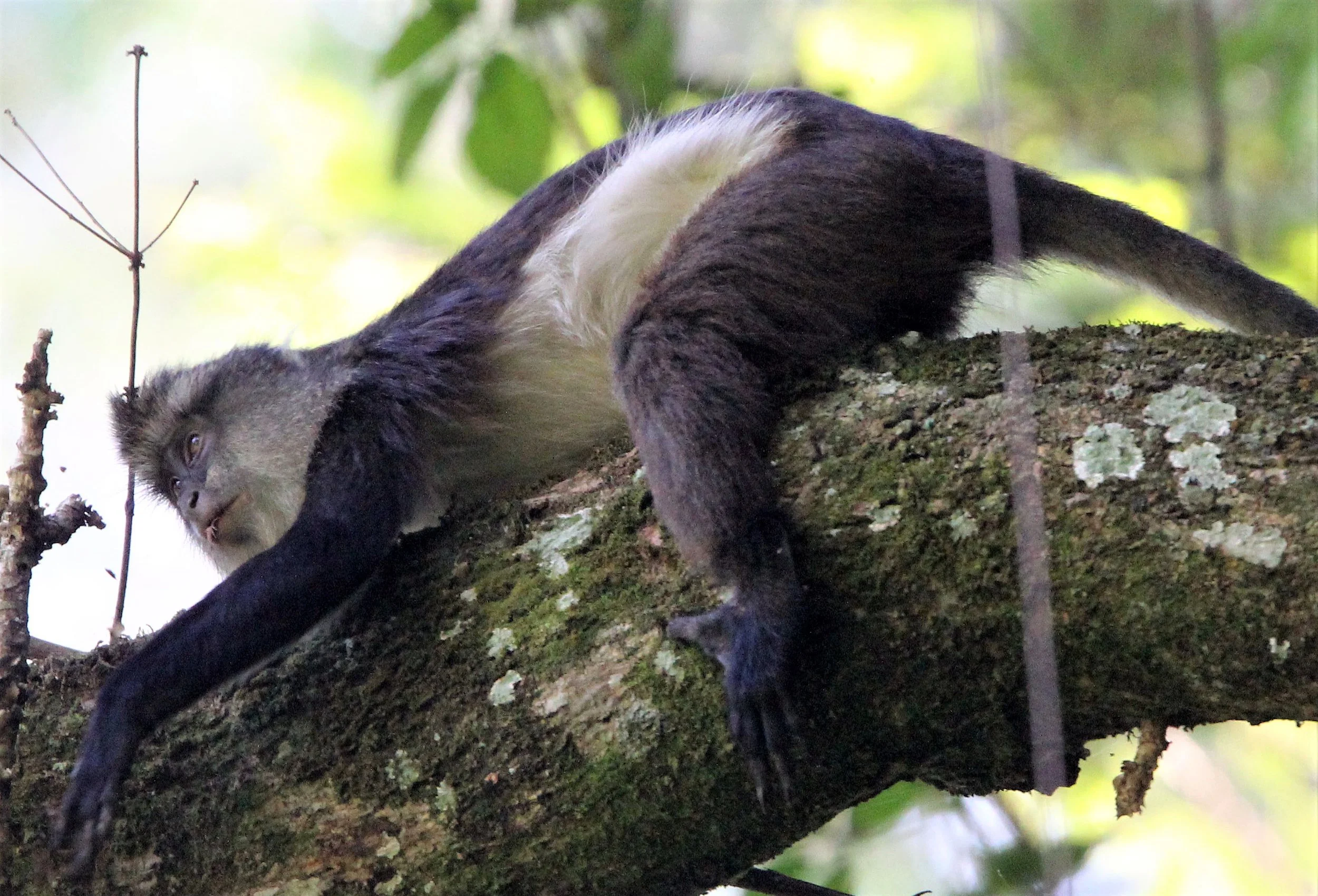 CERCOPITHECIDAE - Cercopithecus denti - DENT'S MONKEY - NYUNGWE NATIONAL PARK RWANDA aa8.jpg